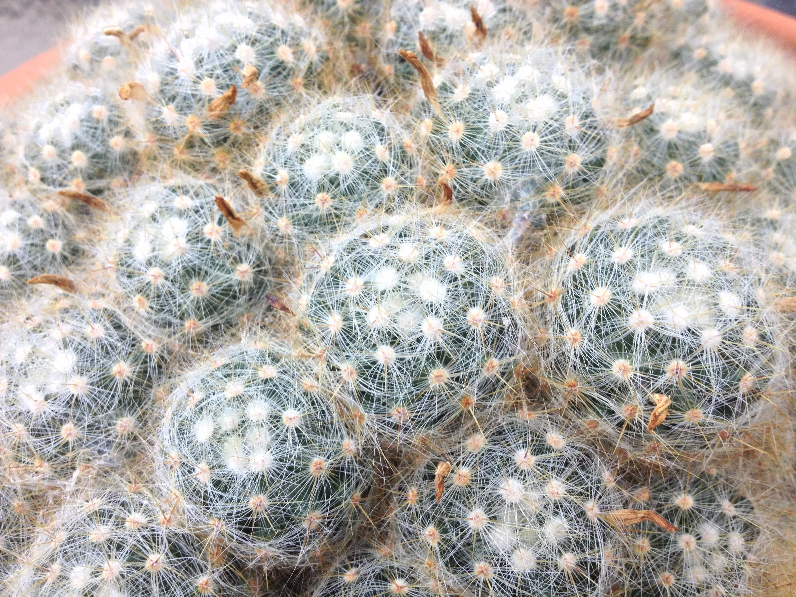 Mammillaria