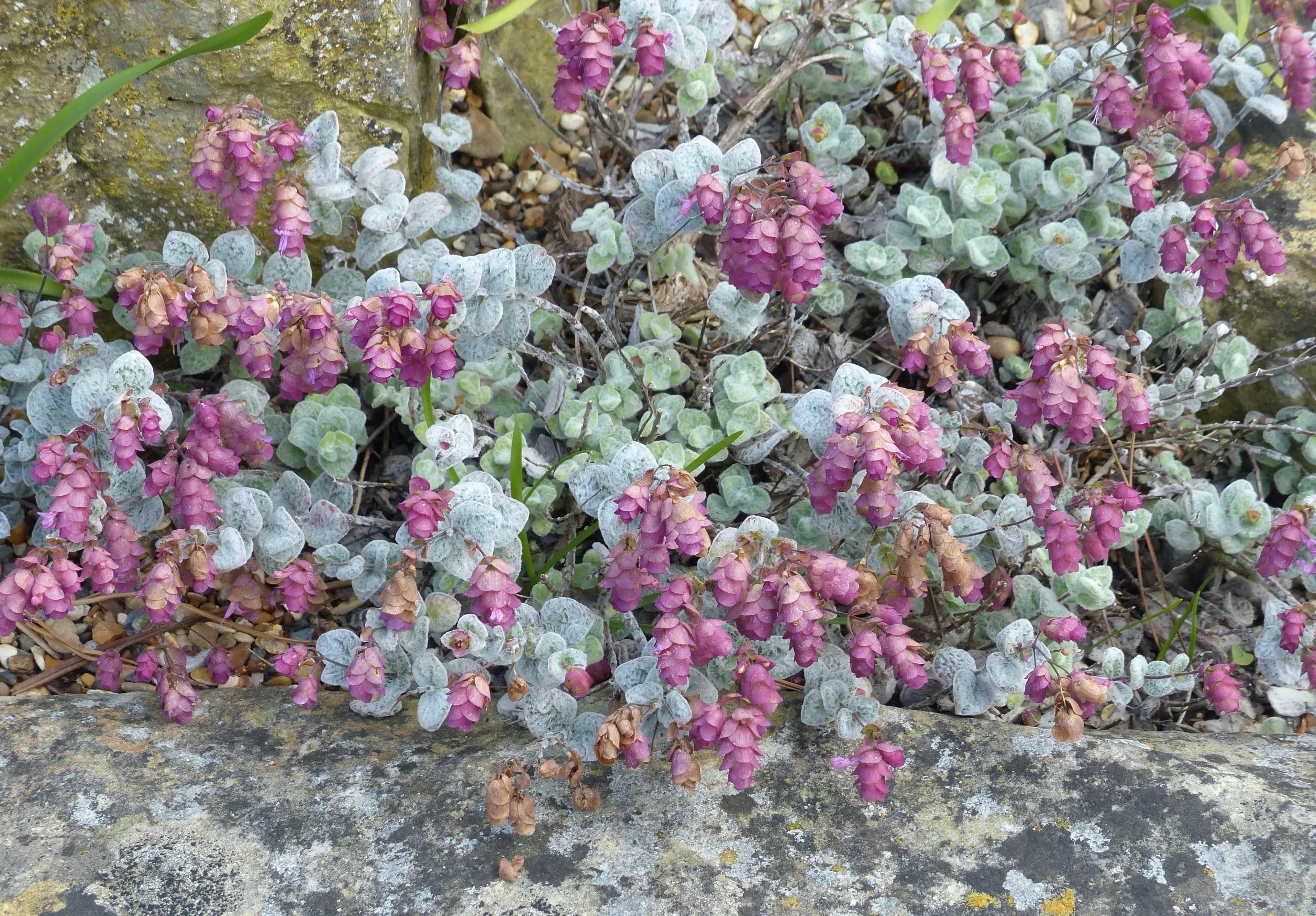 Origano