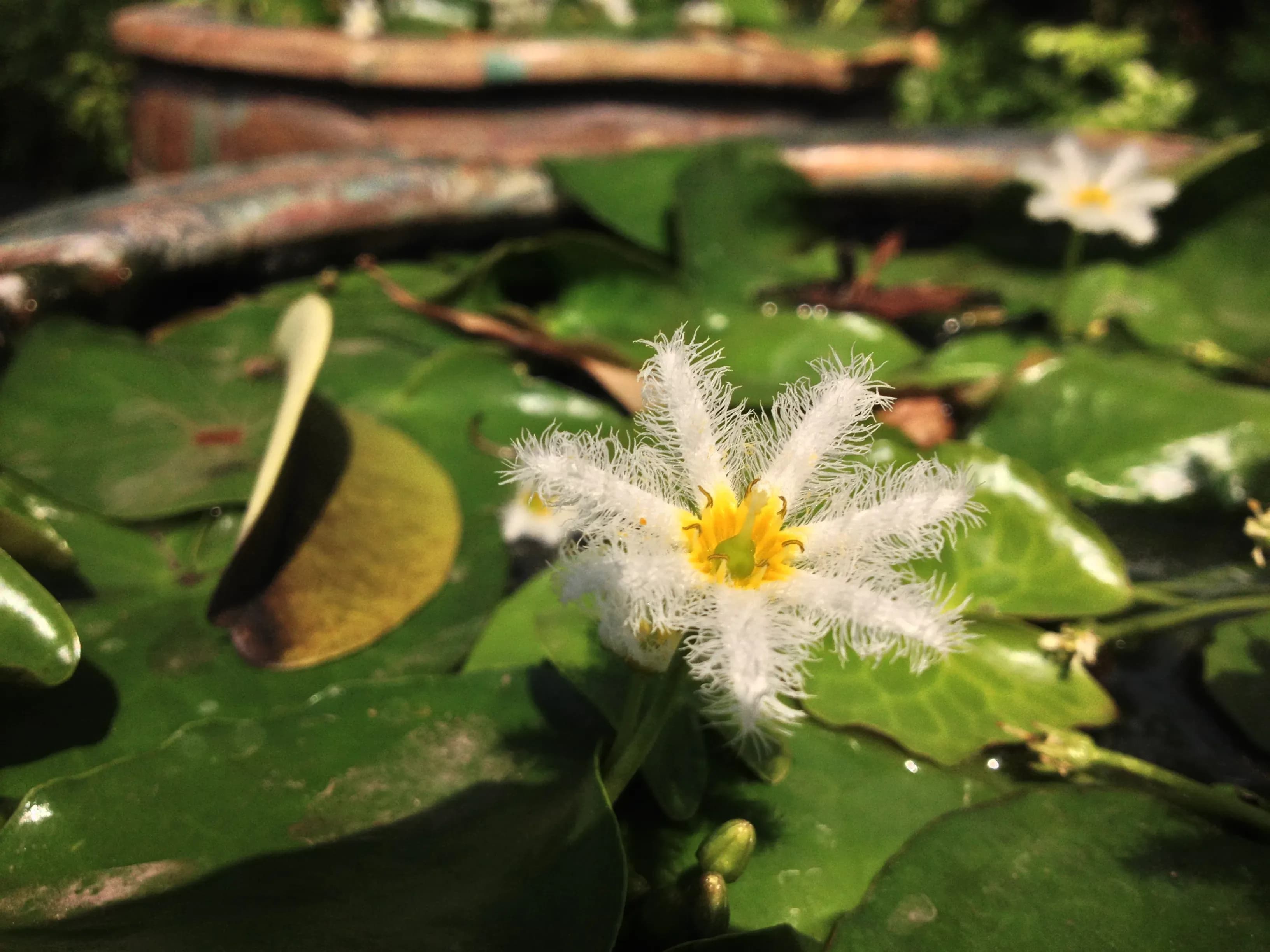Limnanthe | Ninfea fringed