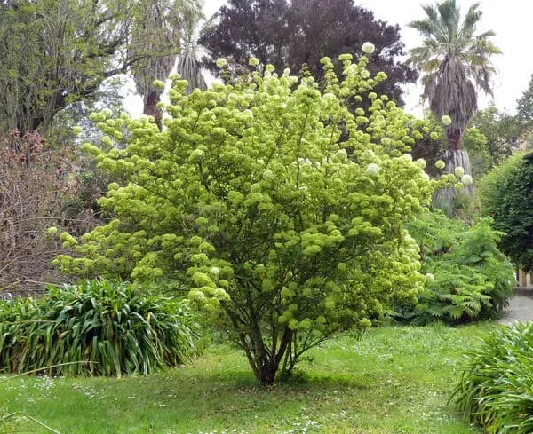 Viburnum macrocephalum