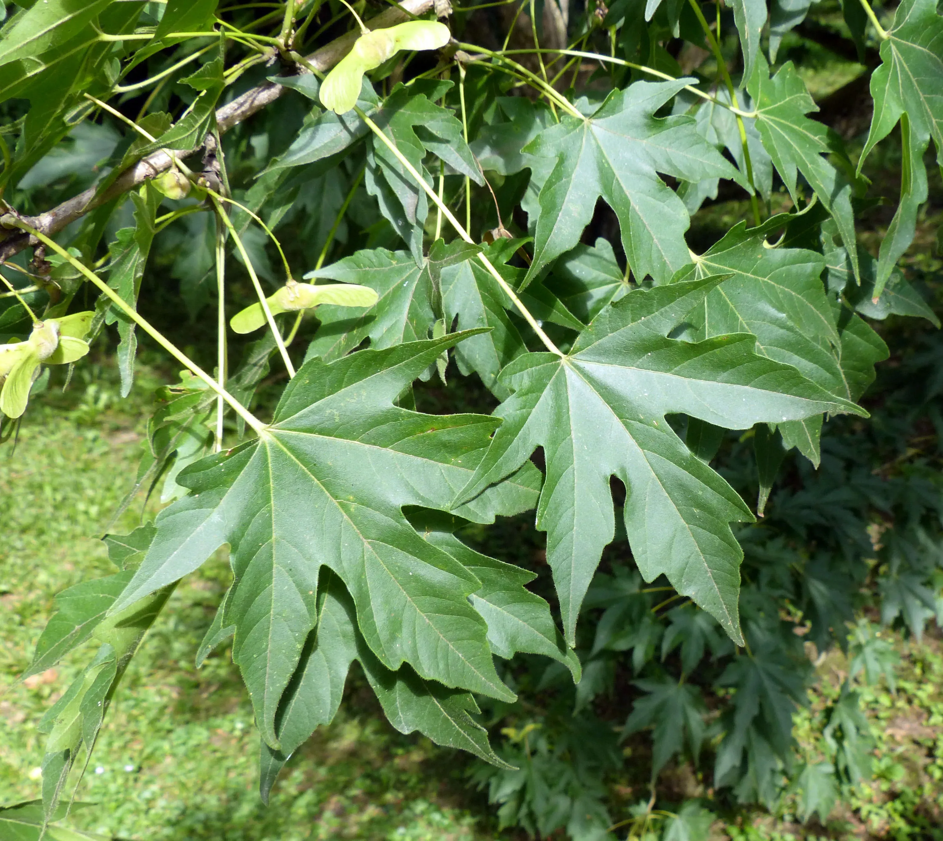 Acero di Miyabe