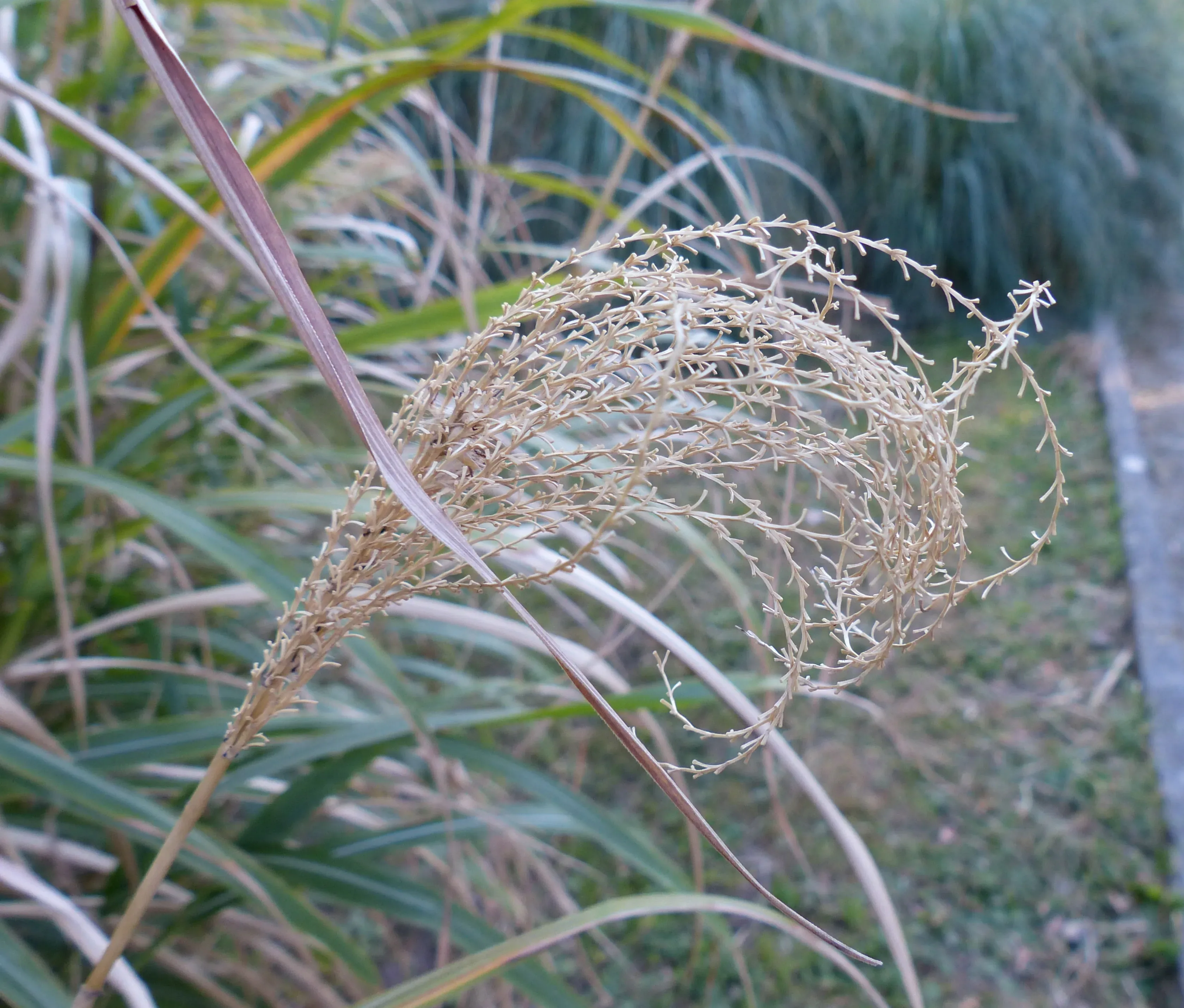 Miscanthus
