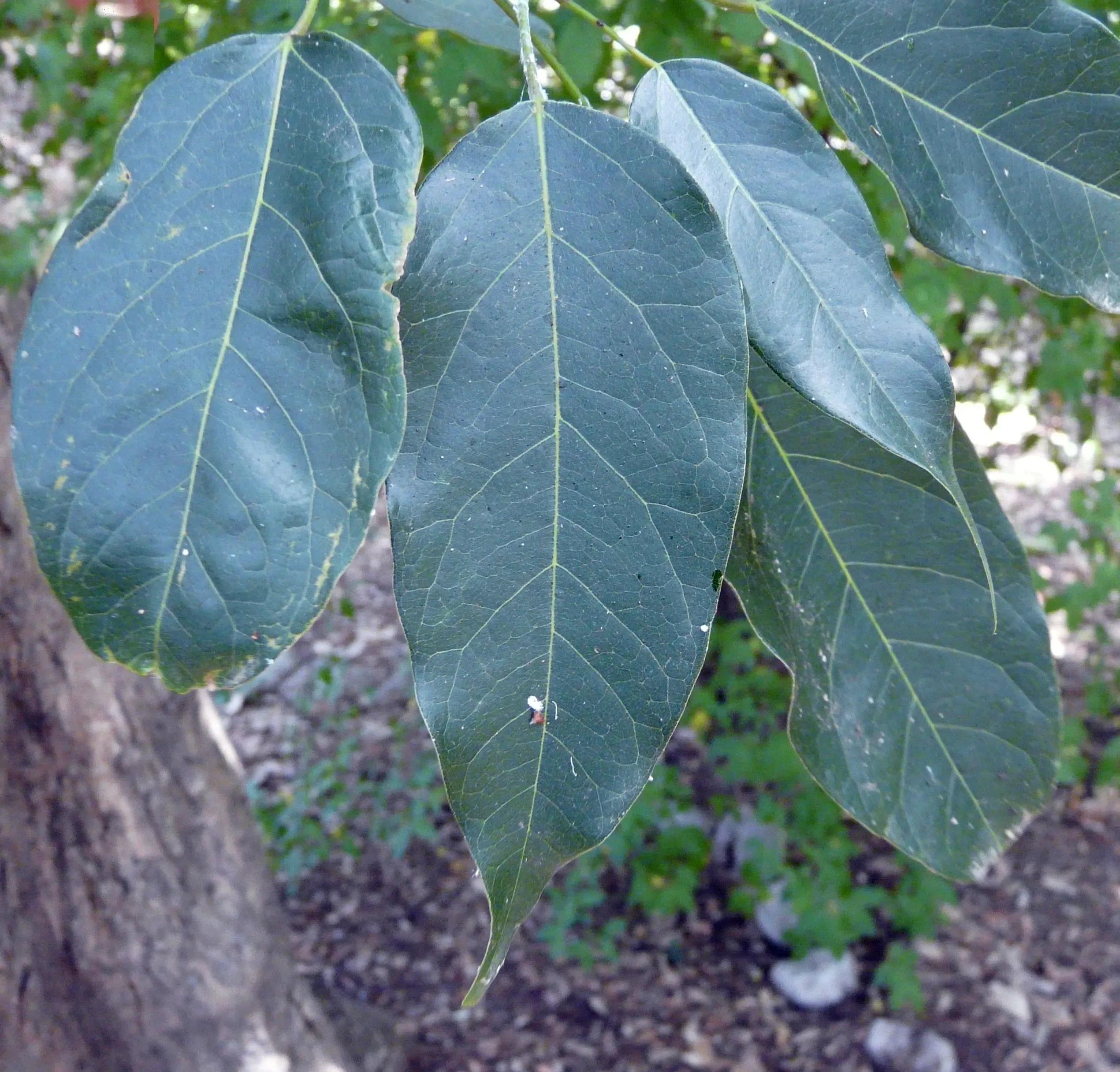 Acero dell'Himalaya