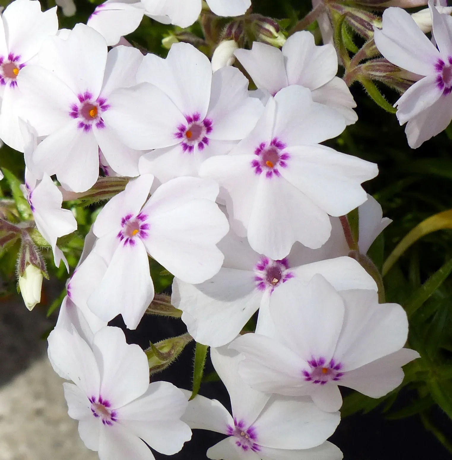 Phlox subulata 'Amazing Grace'