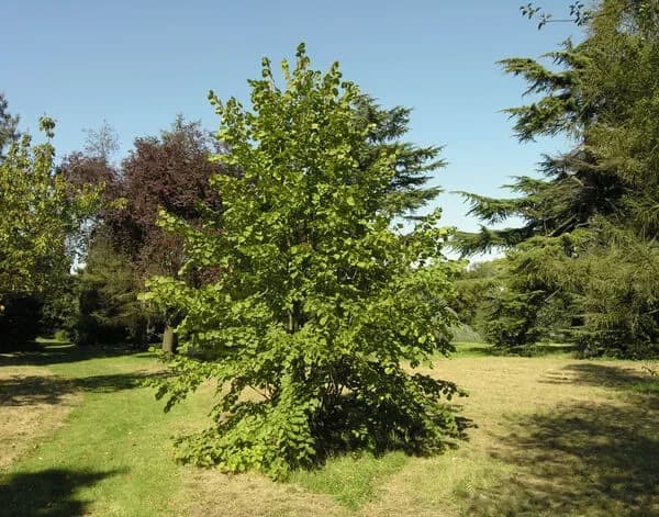 Tiglio di Miquel