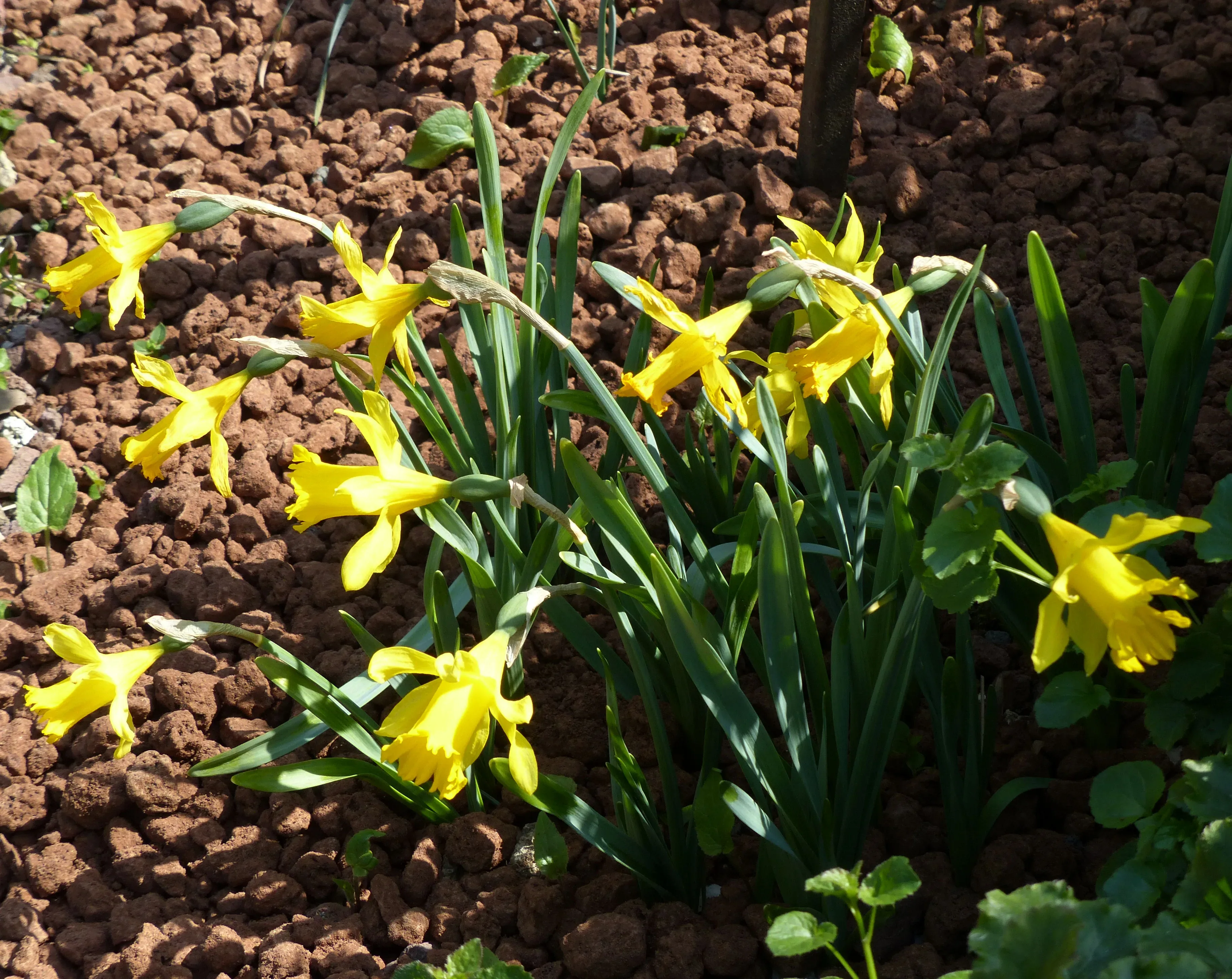 Narciso