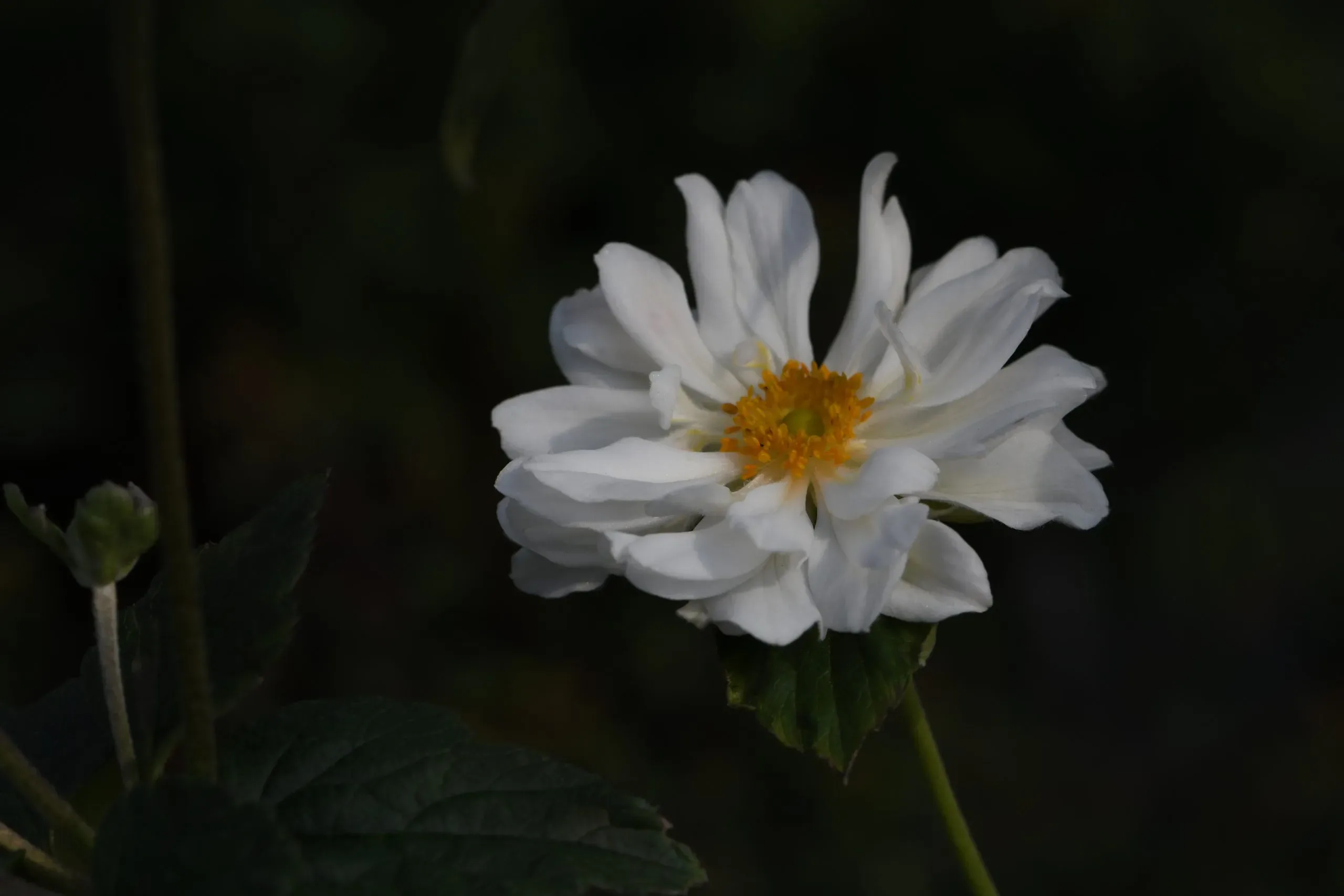 Anemone x hybrida ‘Whirlwind’