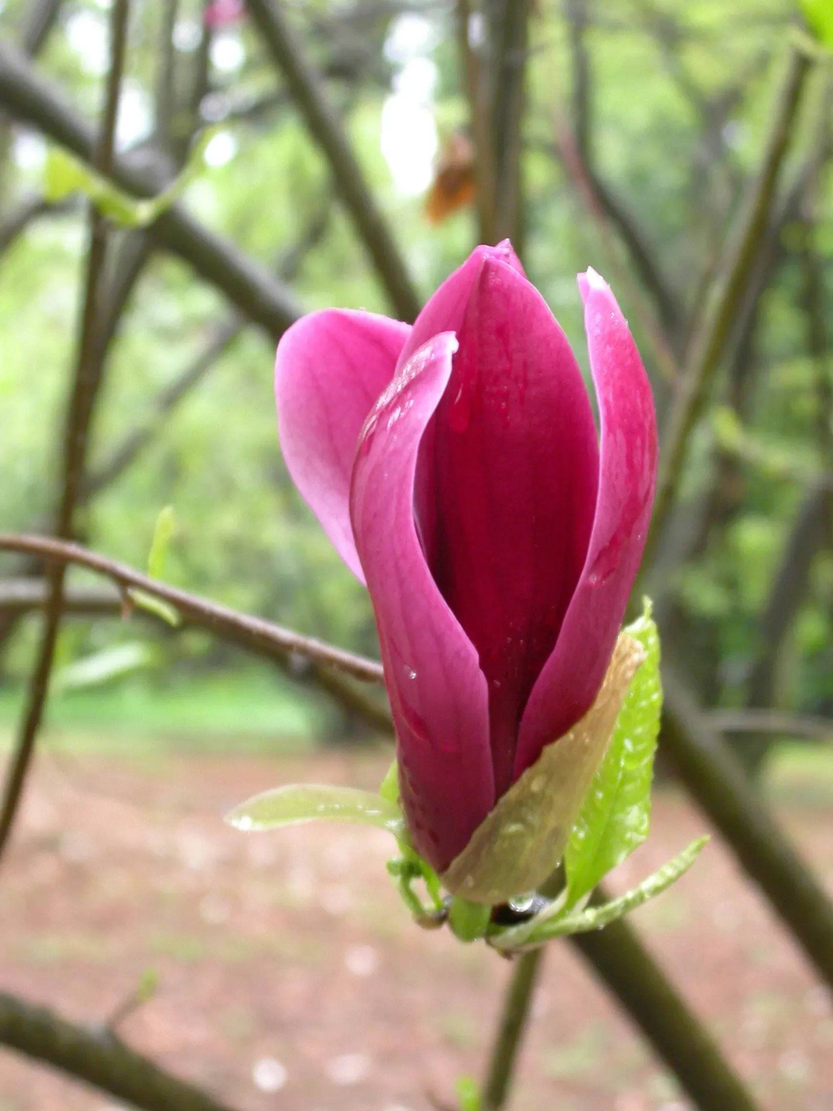 Magnolia