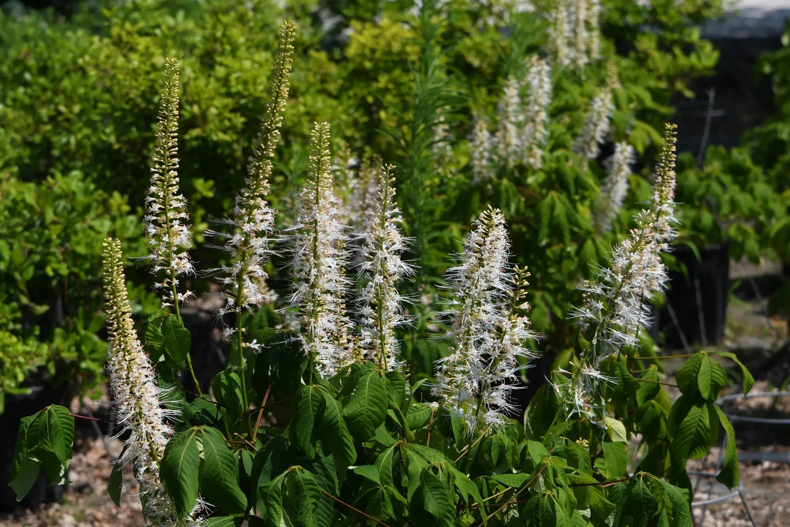 Ippocastano nano