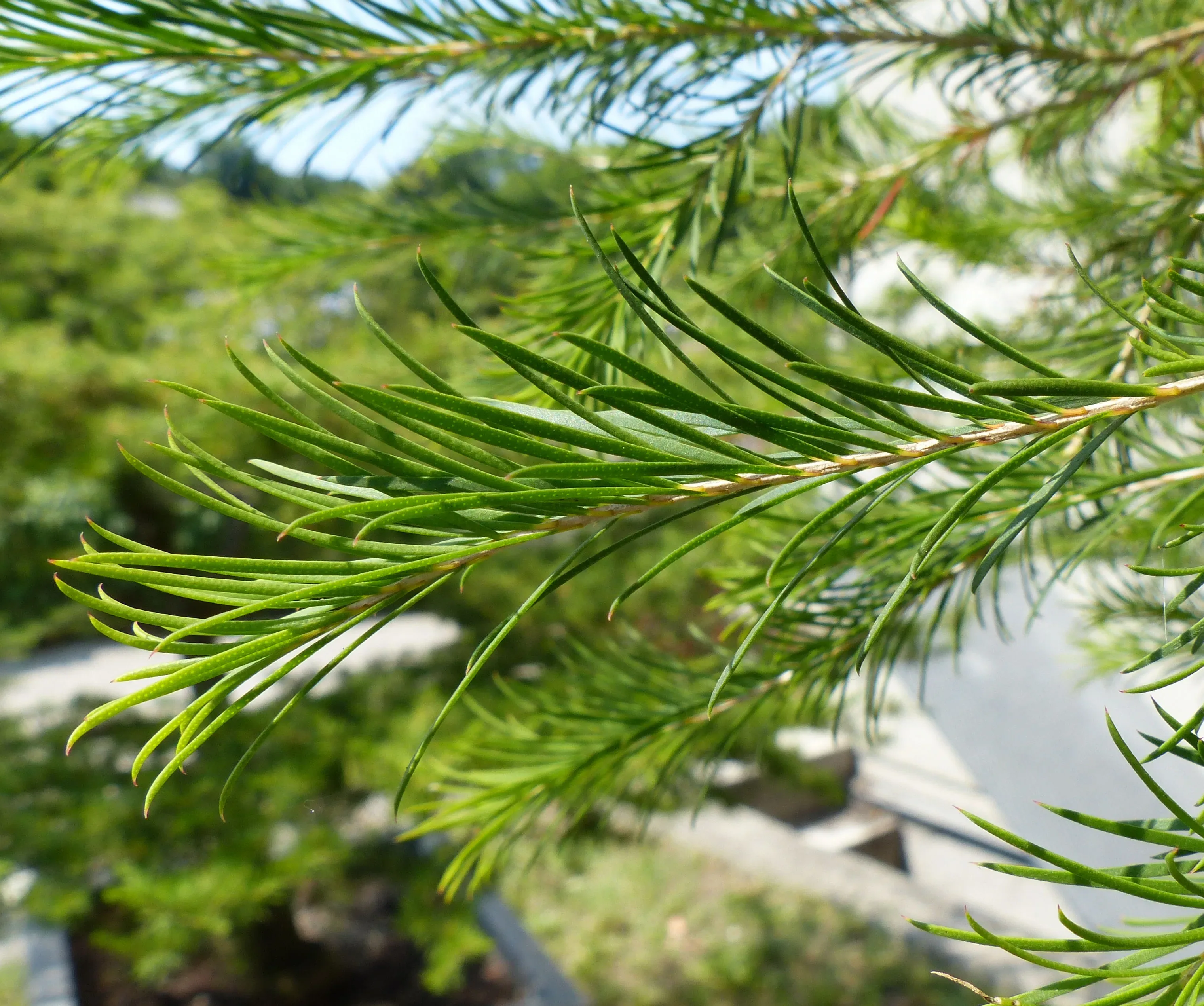 Melaleuca