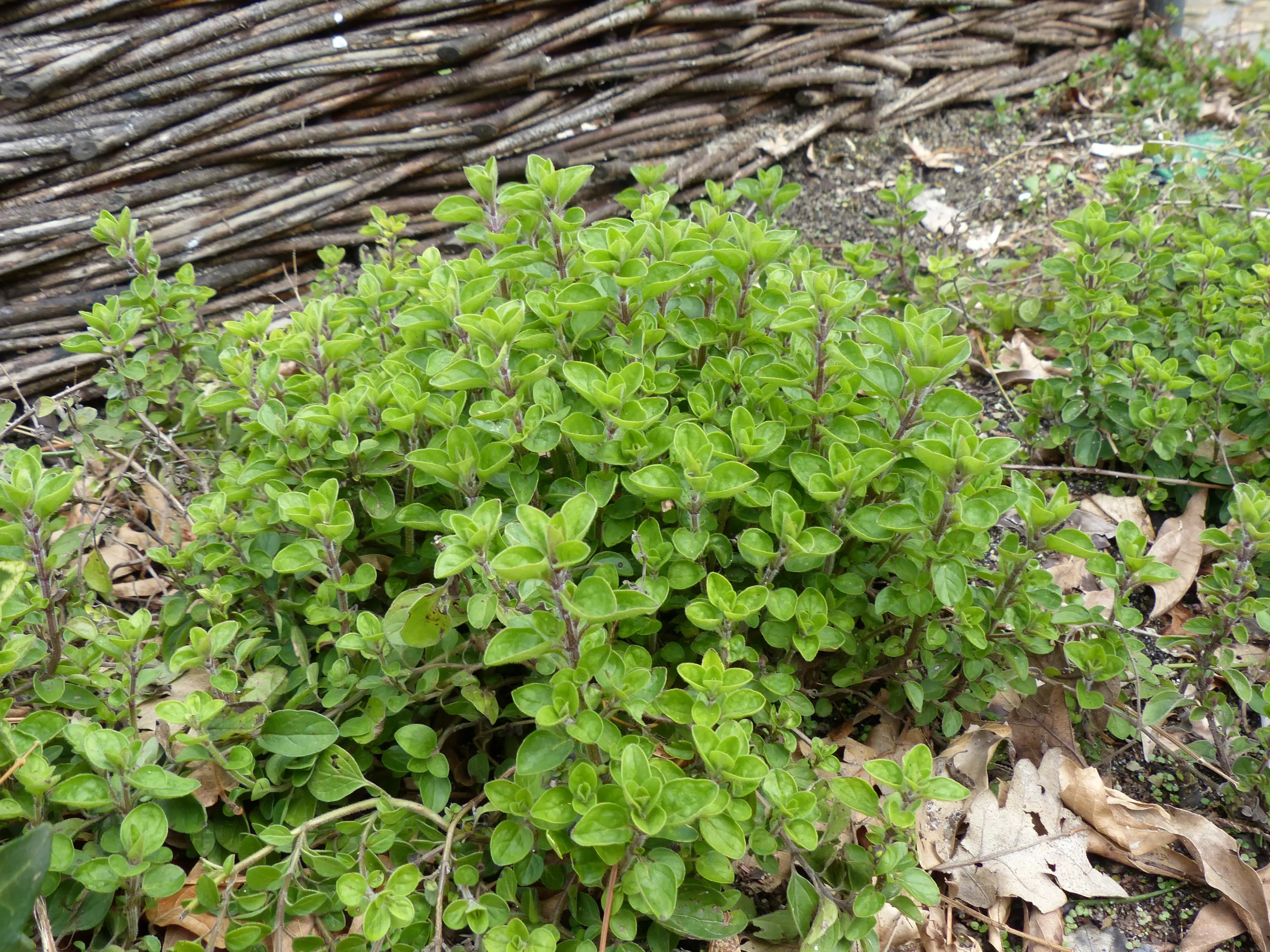 Origano comune
