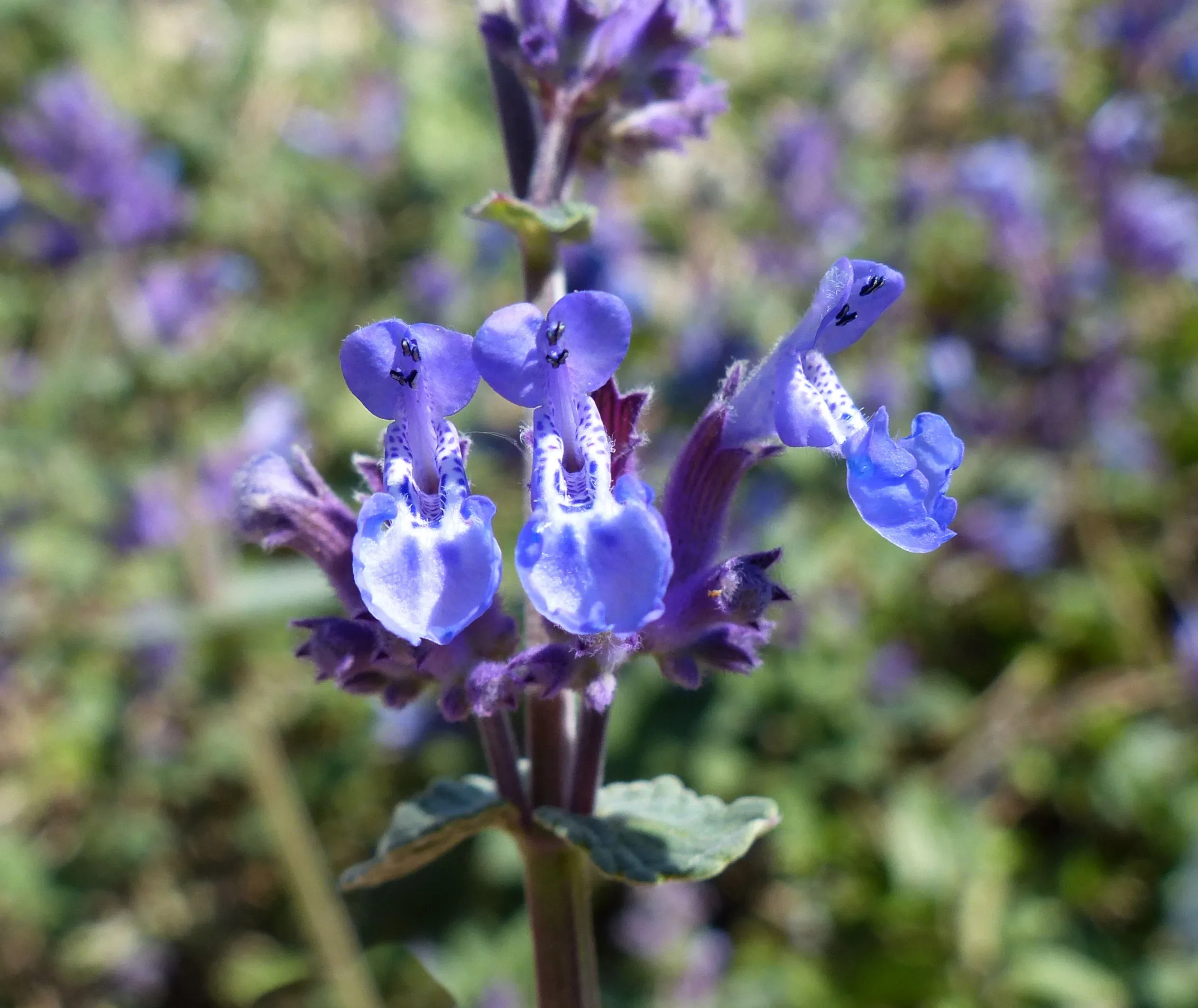 Nepeta di Faassen