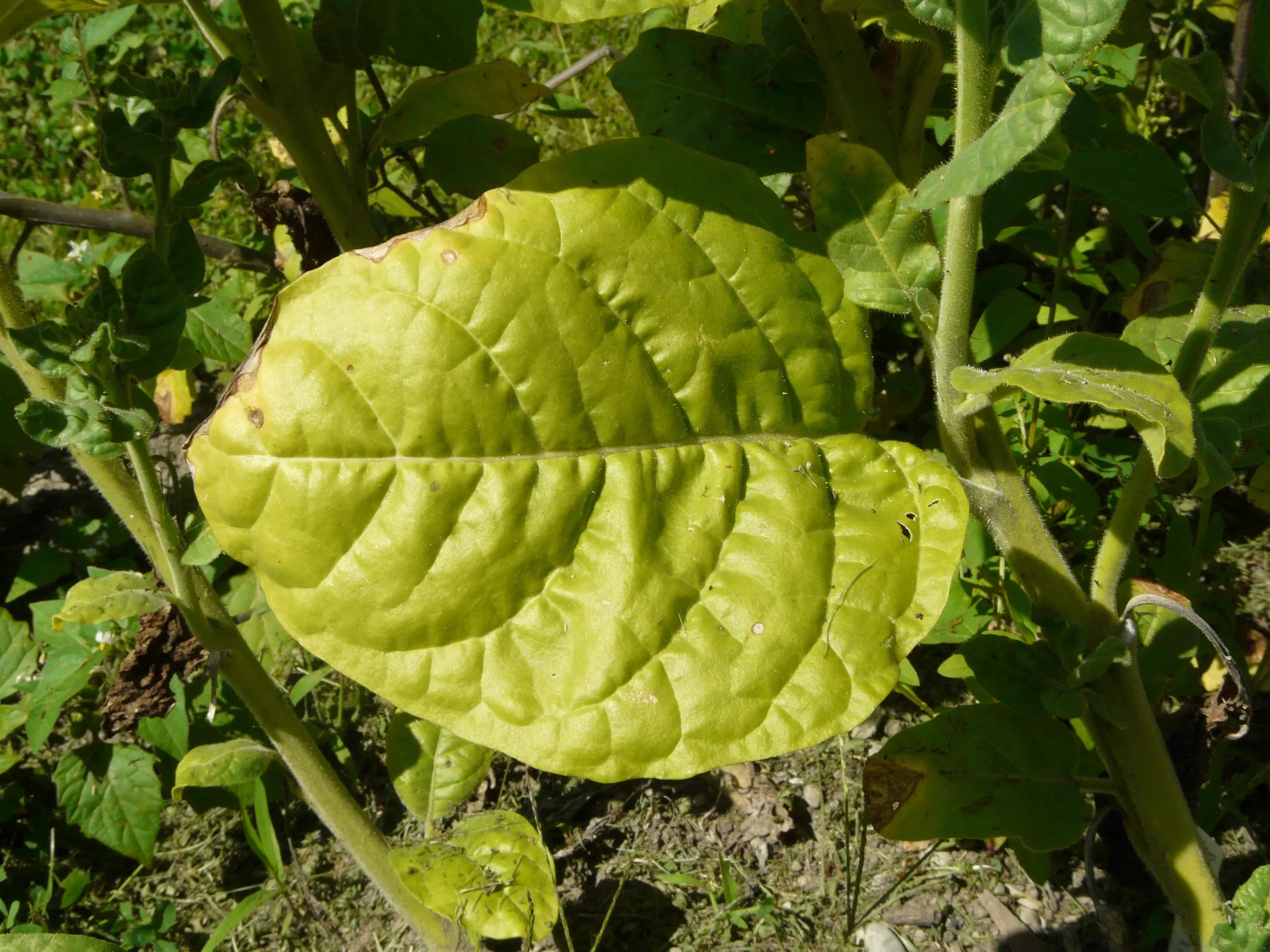 Tabacco rusticano