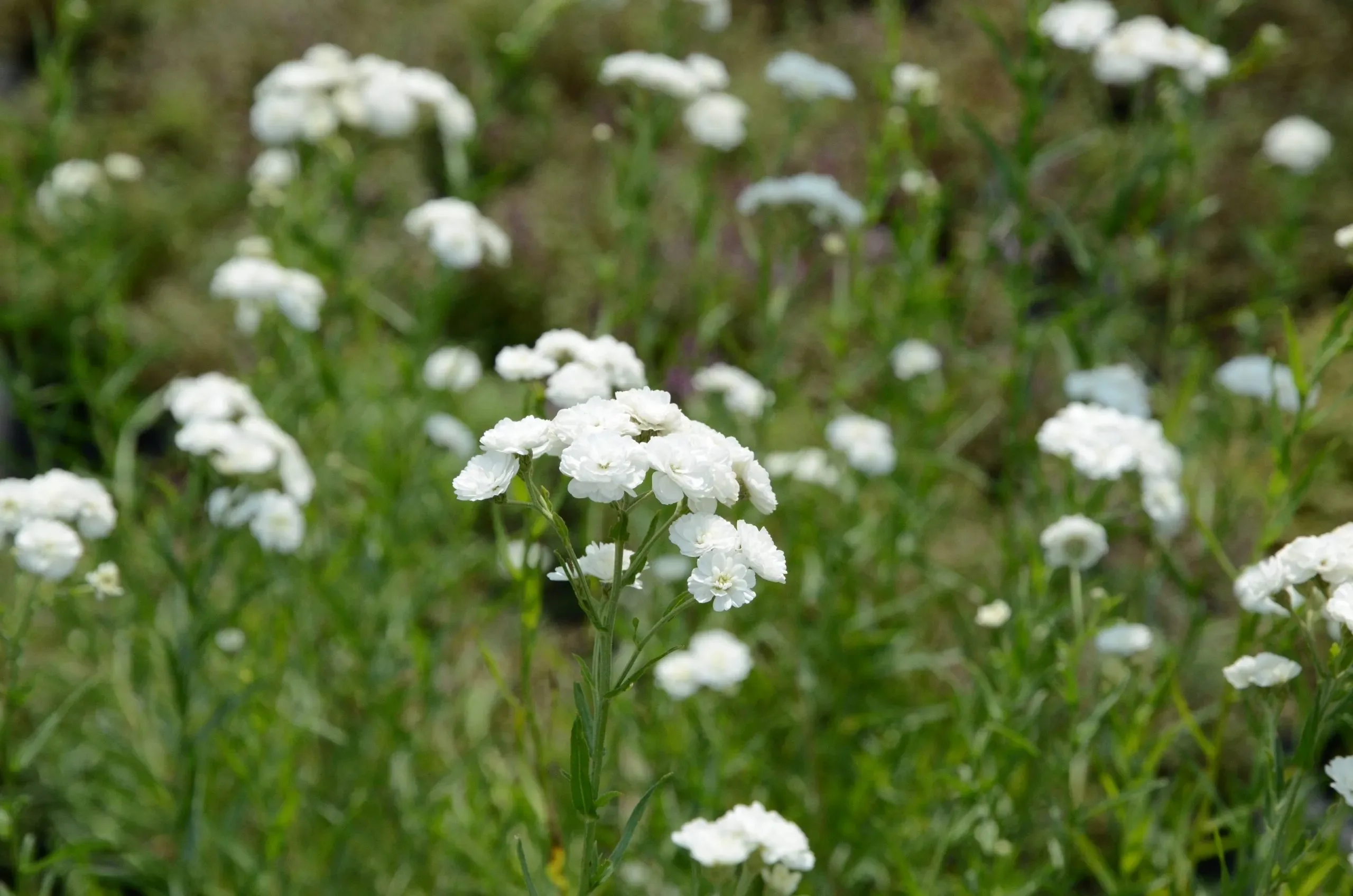 Millefoglio palustre 'The Pearl'