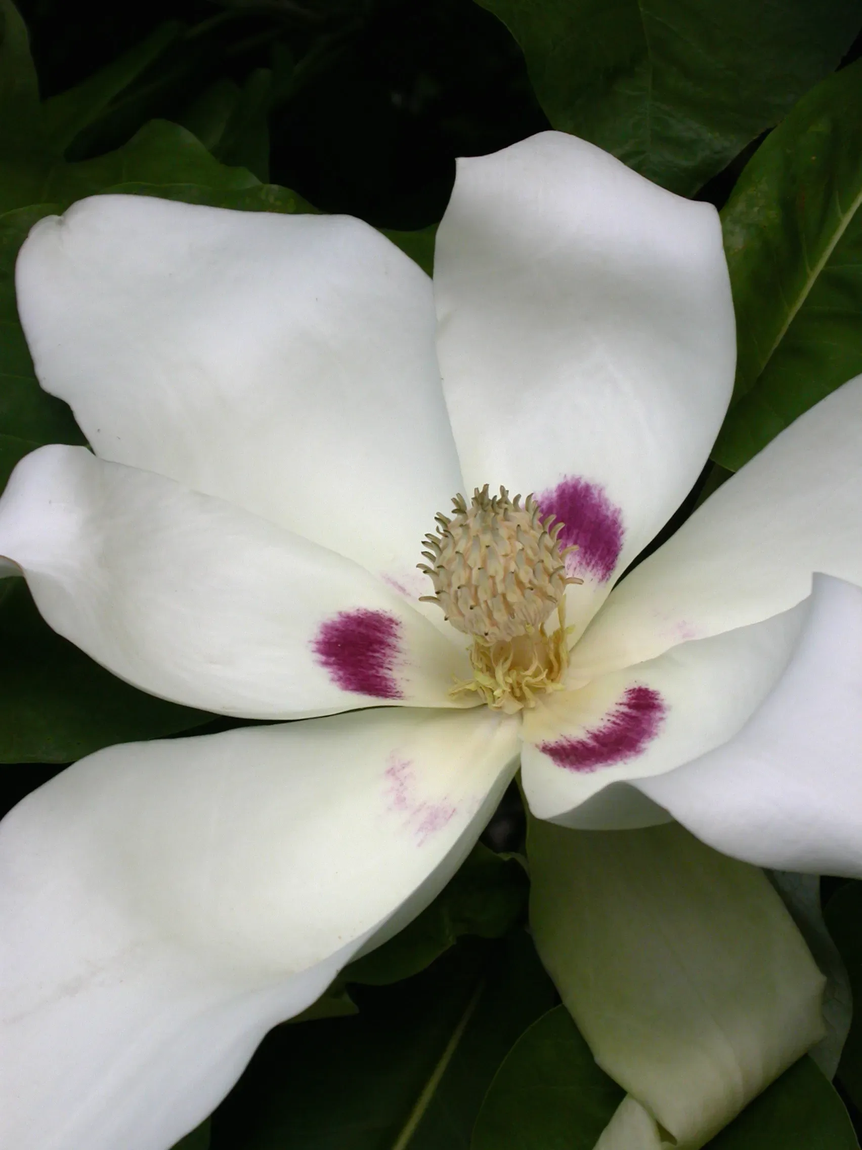 Magnolia