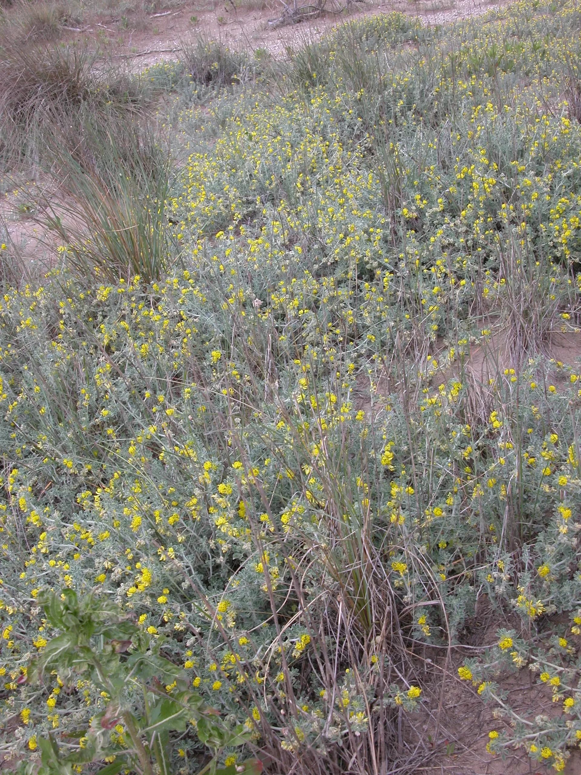 Erba medica marina