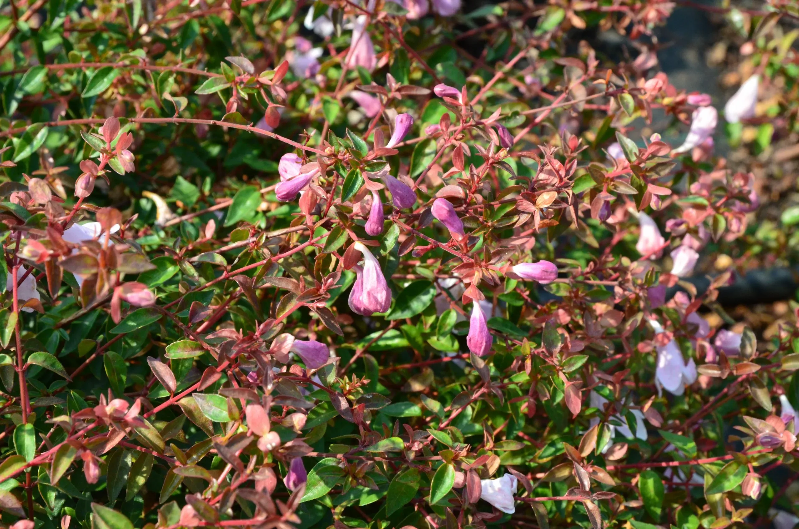 Abelia Pinky Bells