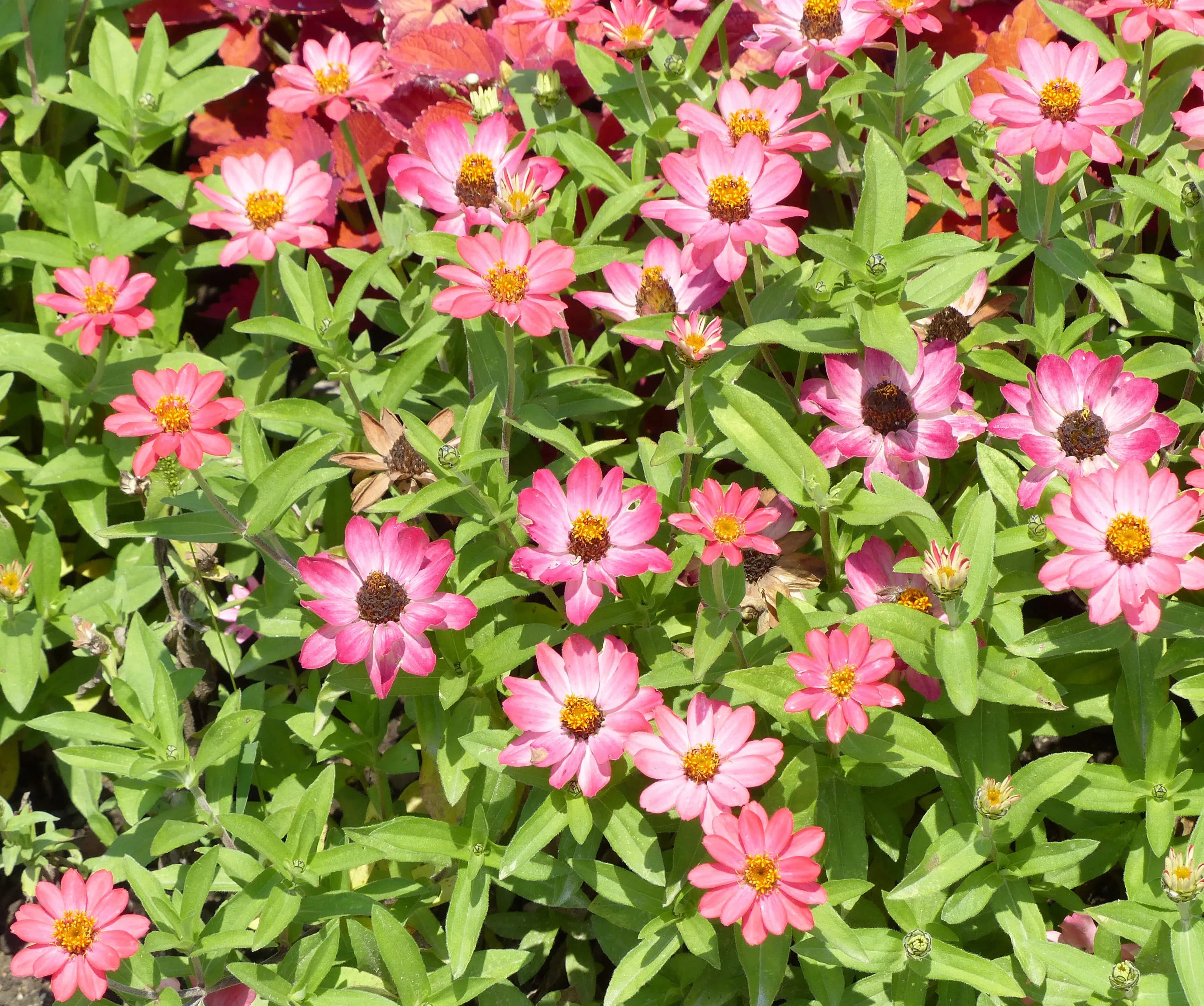 Zinnia violacea cultivar 'Profusion Coral Pink'