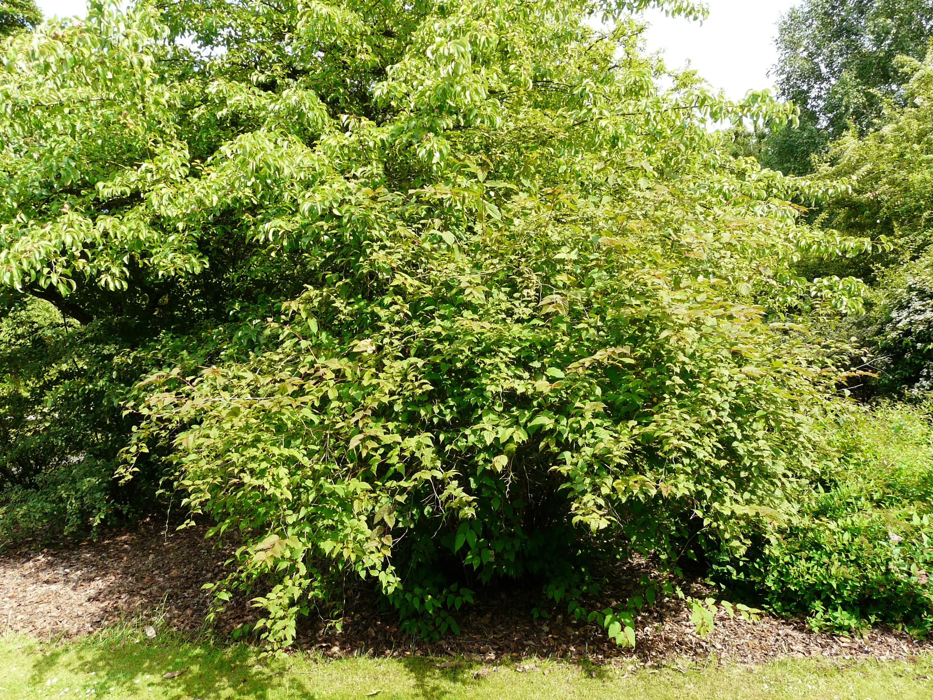 Neillia