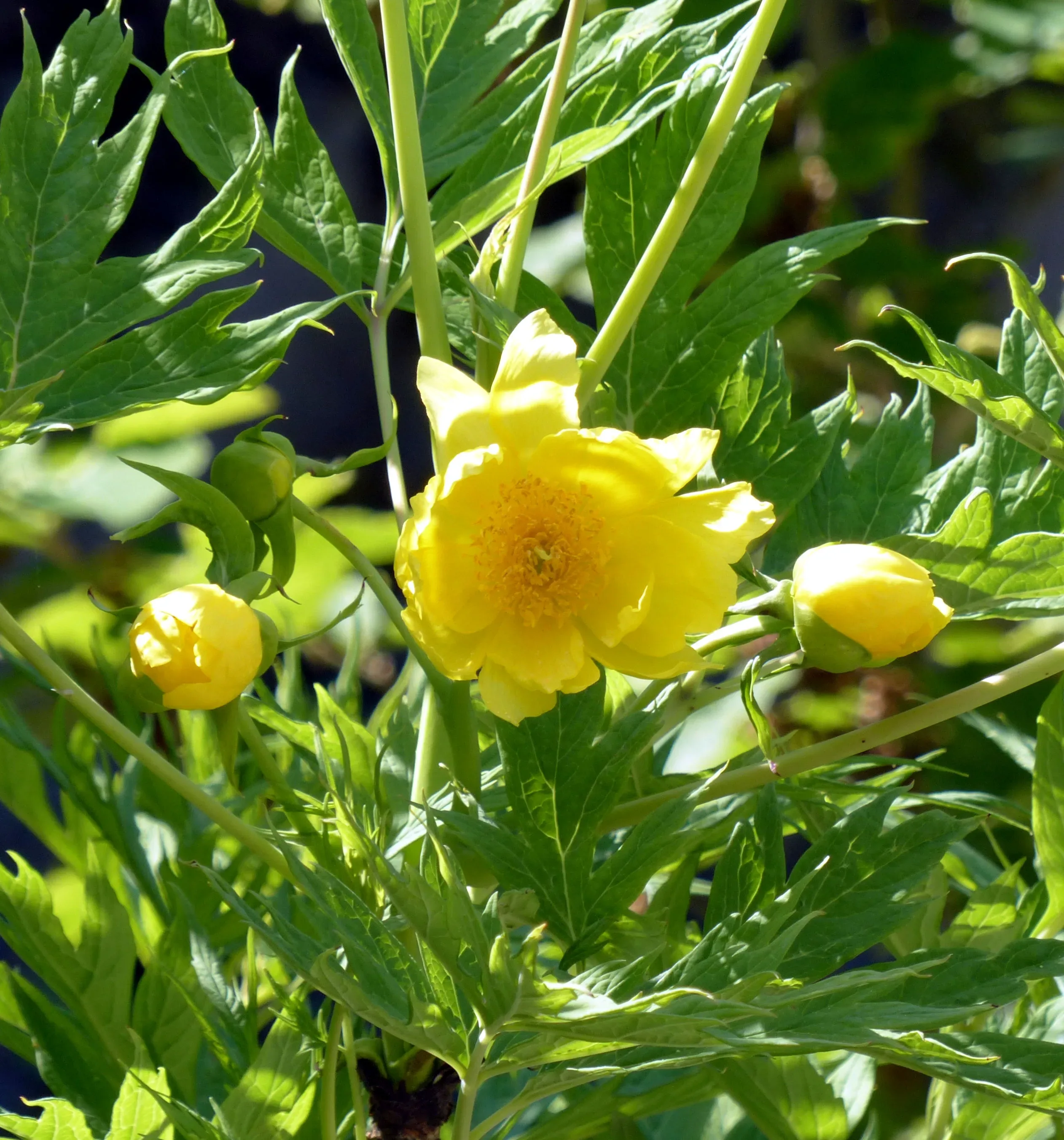 Peonia