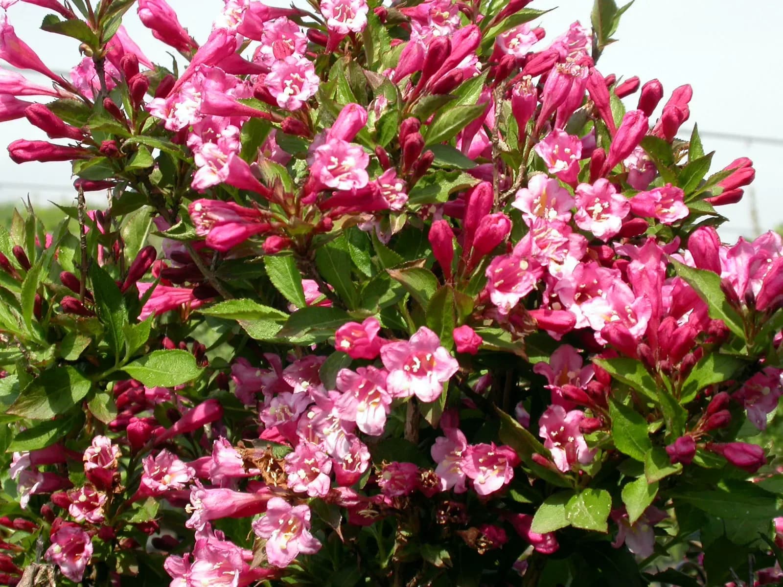 Weigela 'Minuet'