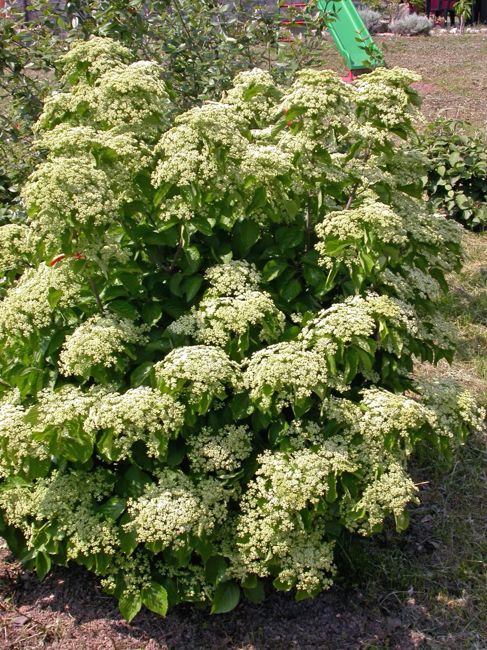 Viburno dilatato ‘Erie’
