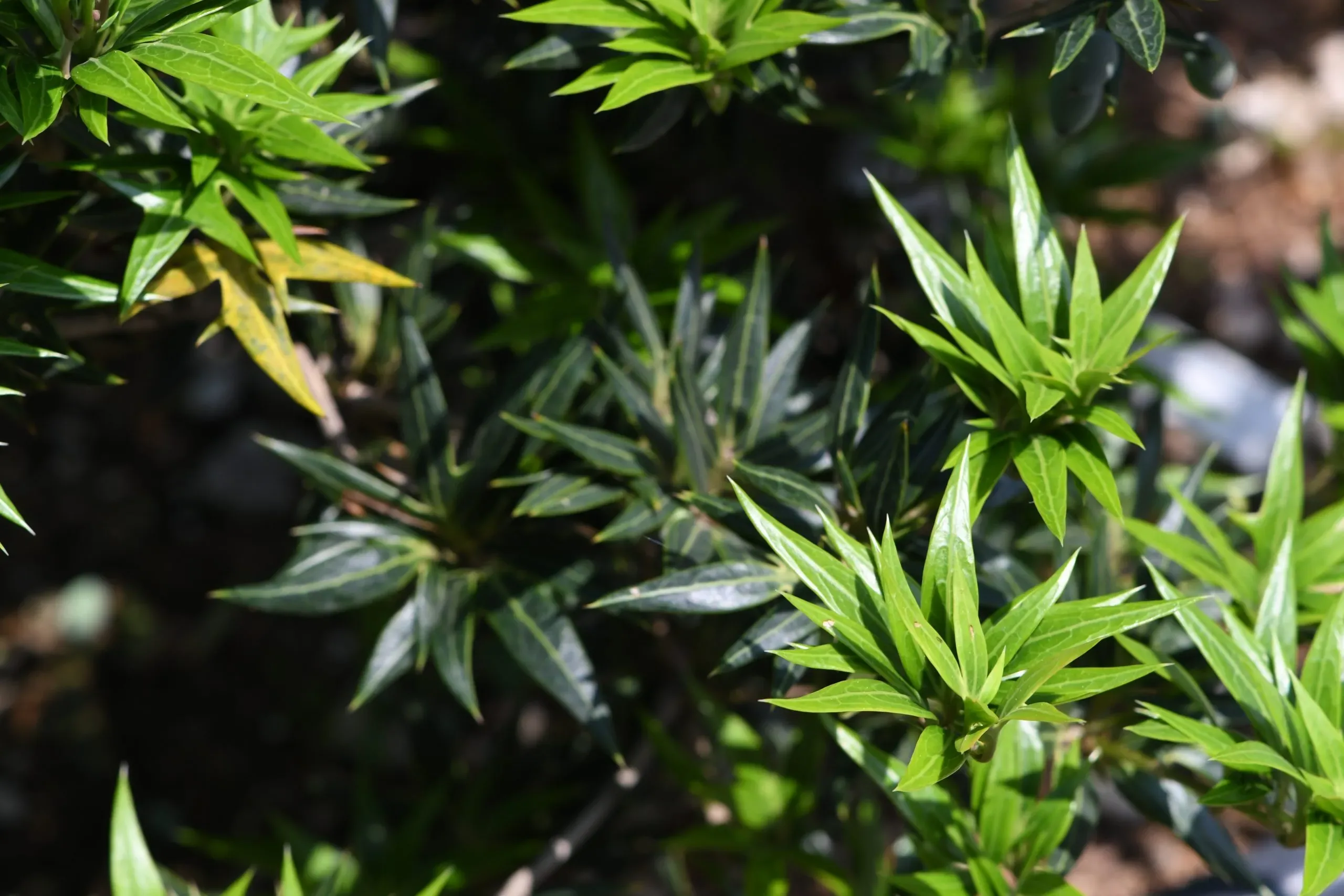 Osmanthus