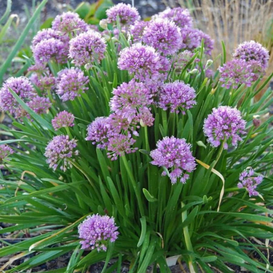 Aglio 'Millennium'