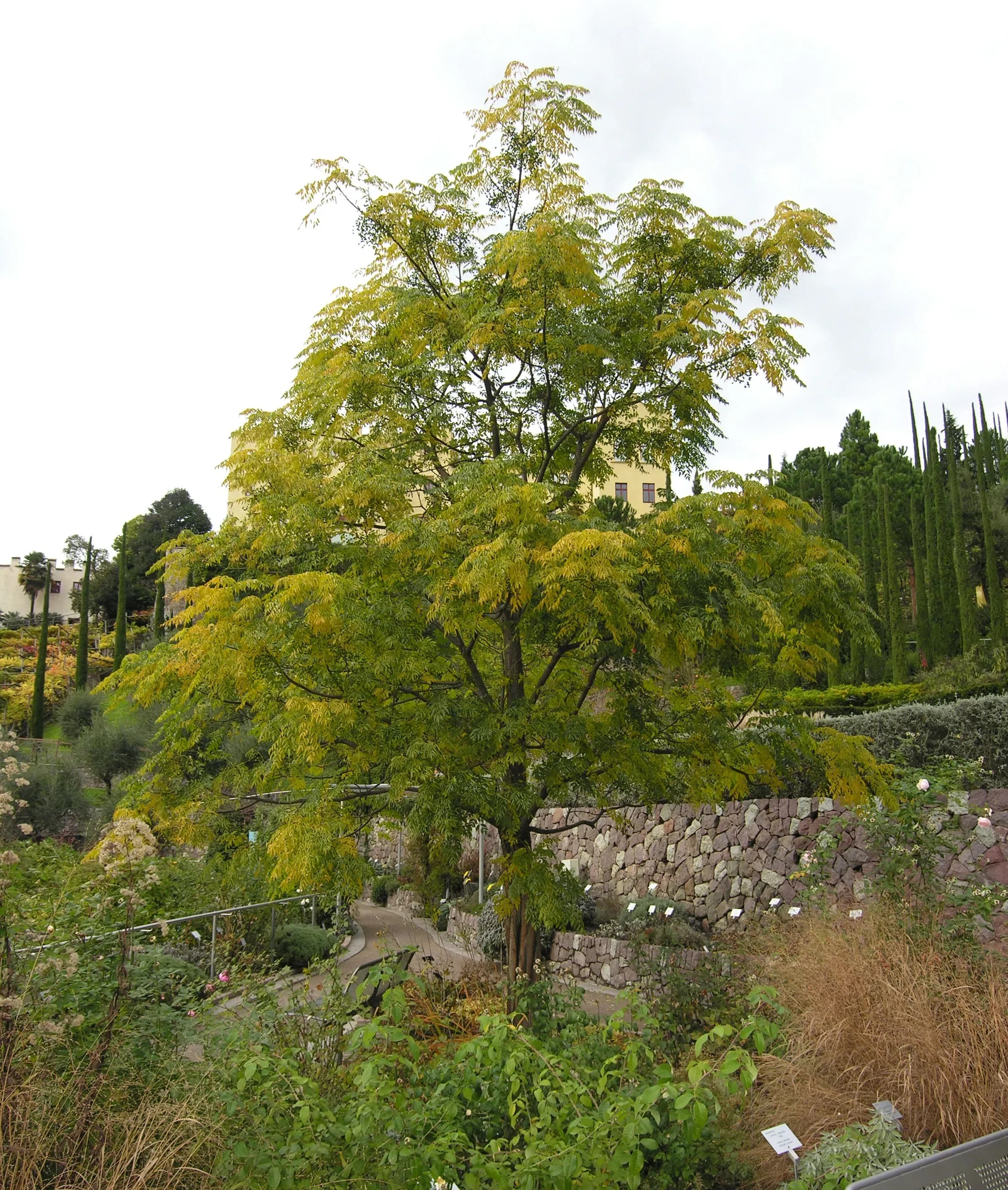 Albero dei rosari