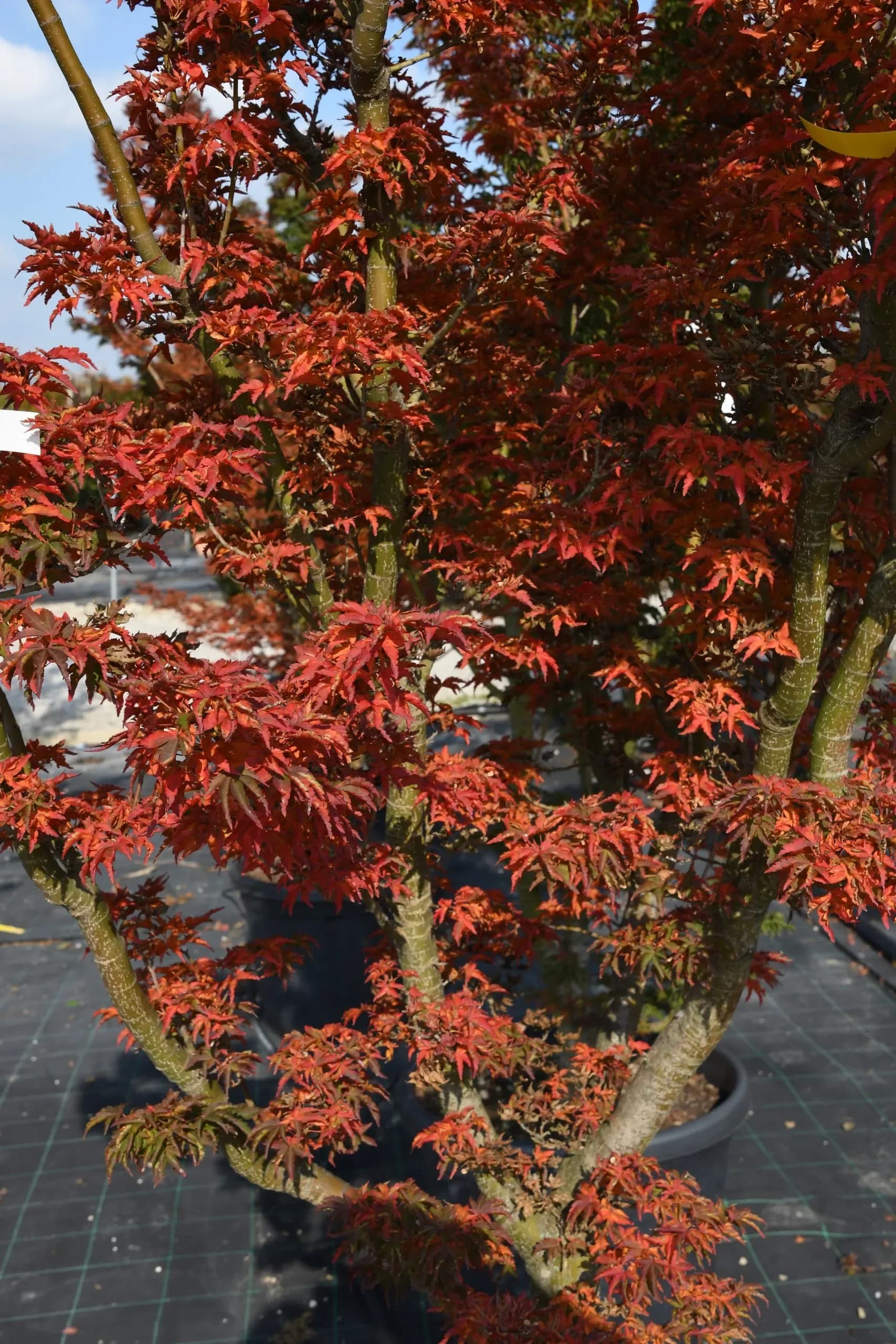 Acero Palmato 'Cristatum'