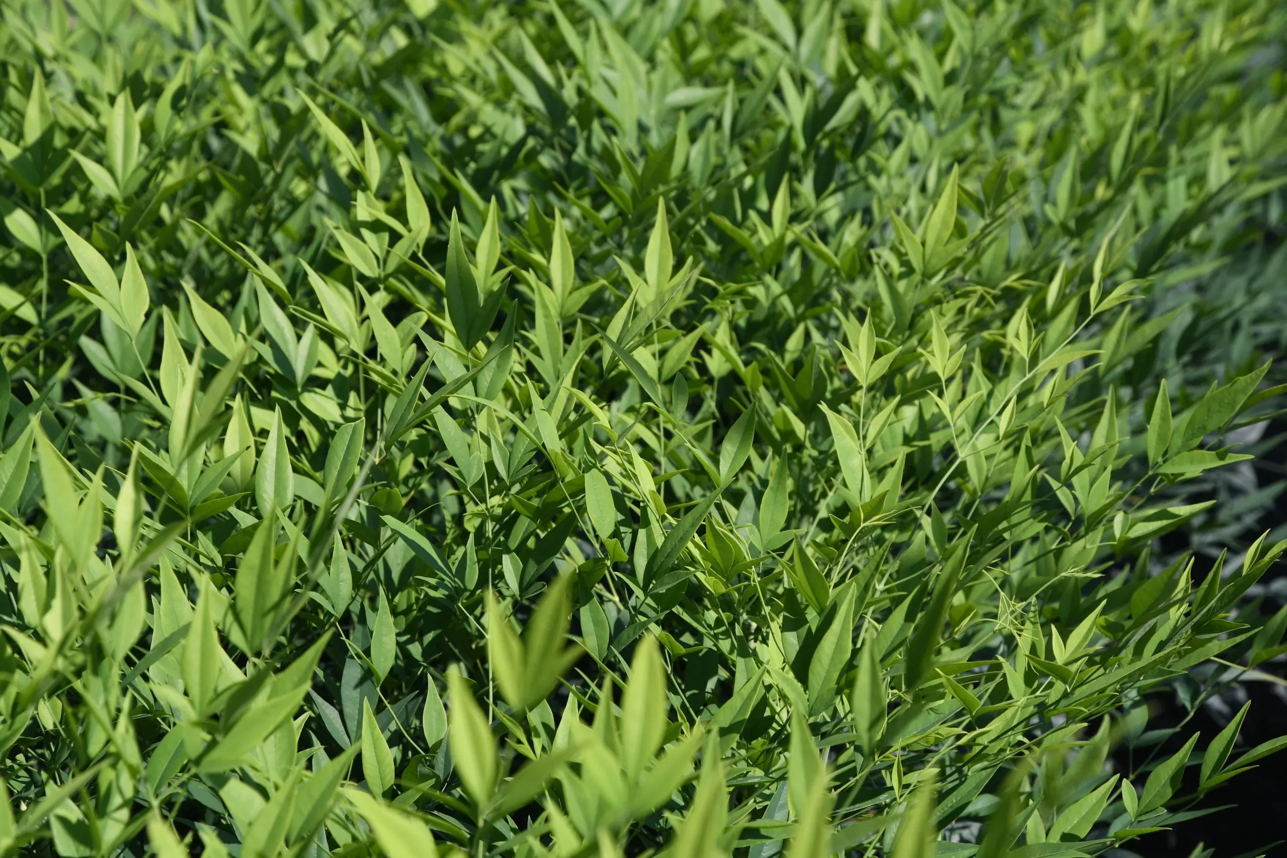 Nandina (bambù sacro)