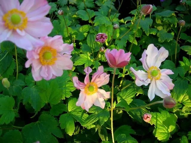Anemone ‘Fantasy Pocahontas’