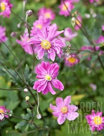 Anemone x hybrida ‘Rotkappchen’