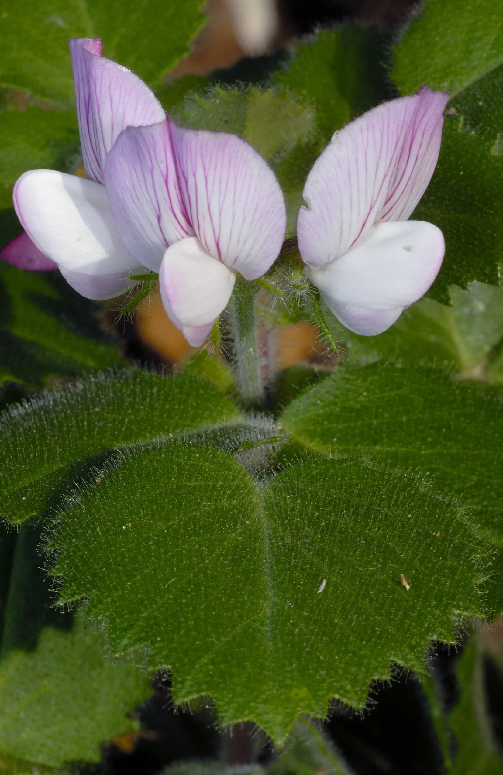 Stregona