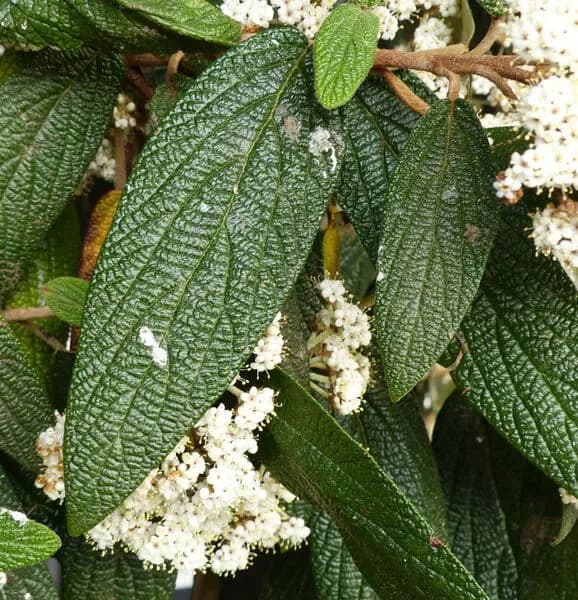 Viburno rugoso variegato
