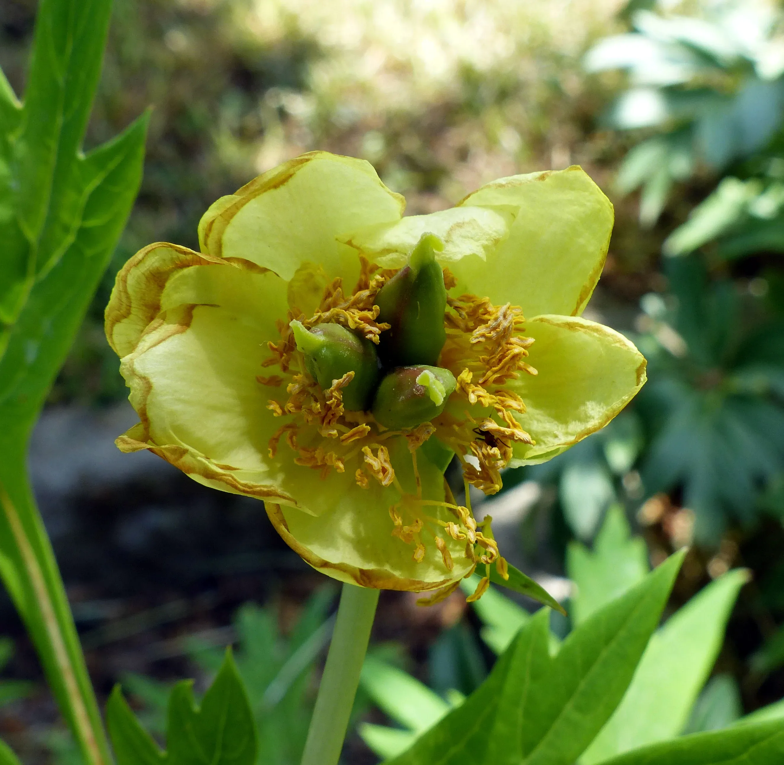 Peonia