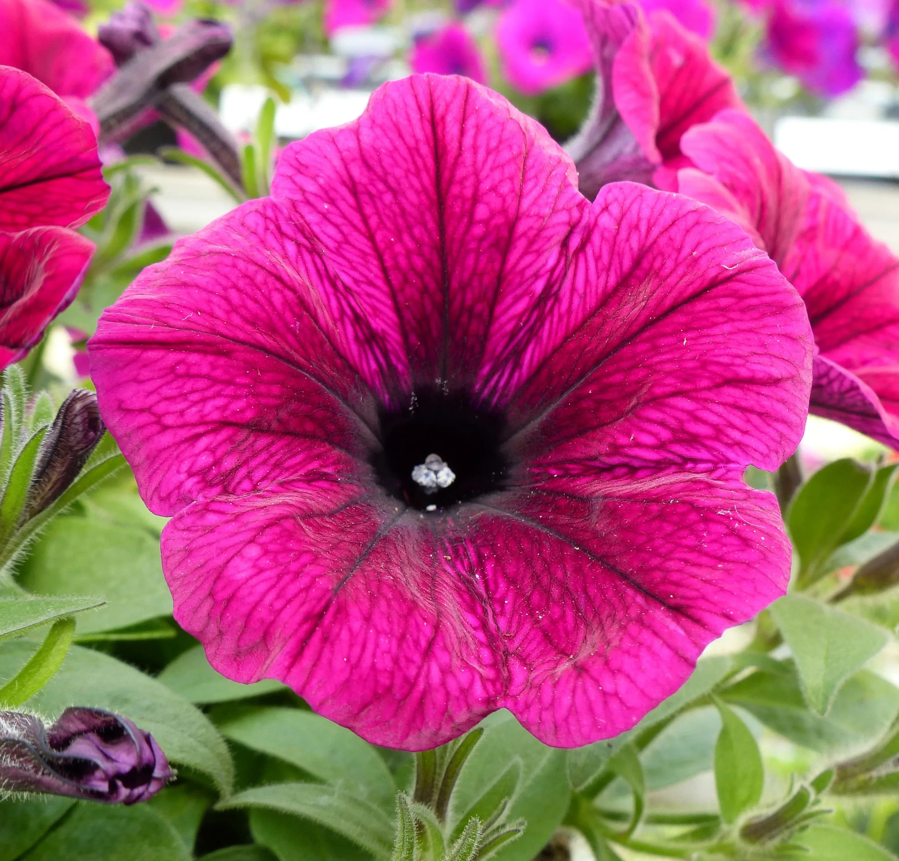 Petunia