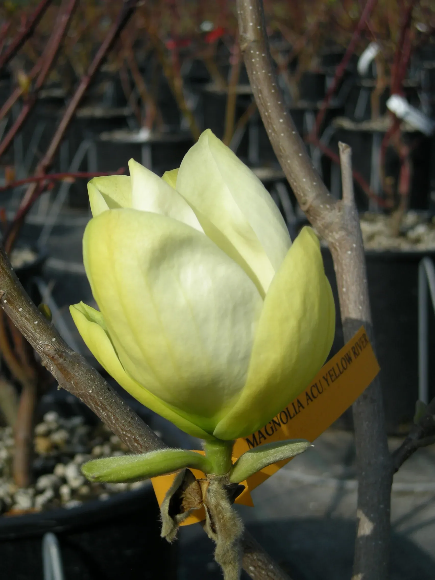Magnolia