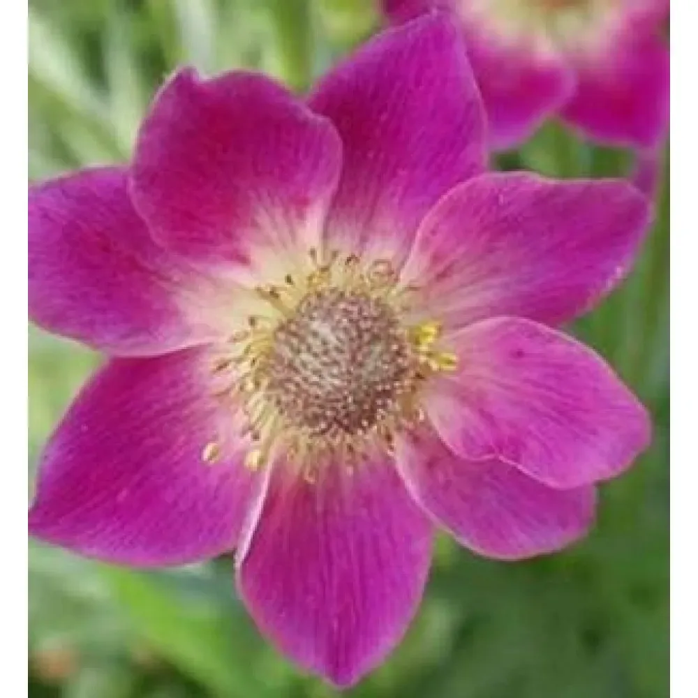 Anemone multifida ‘Annabella Deep Rose’