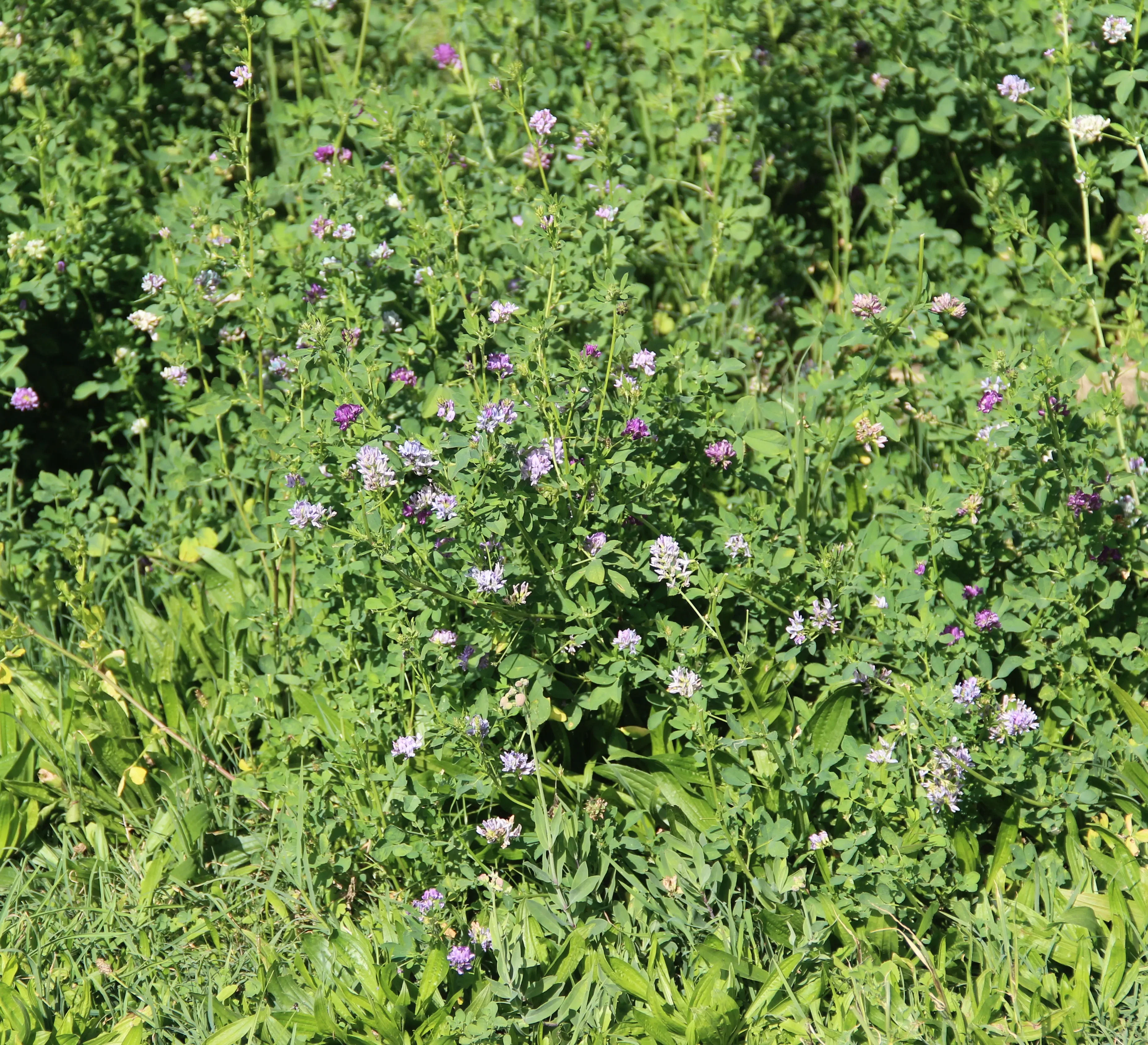 Erba medica