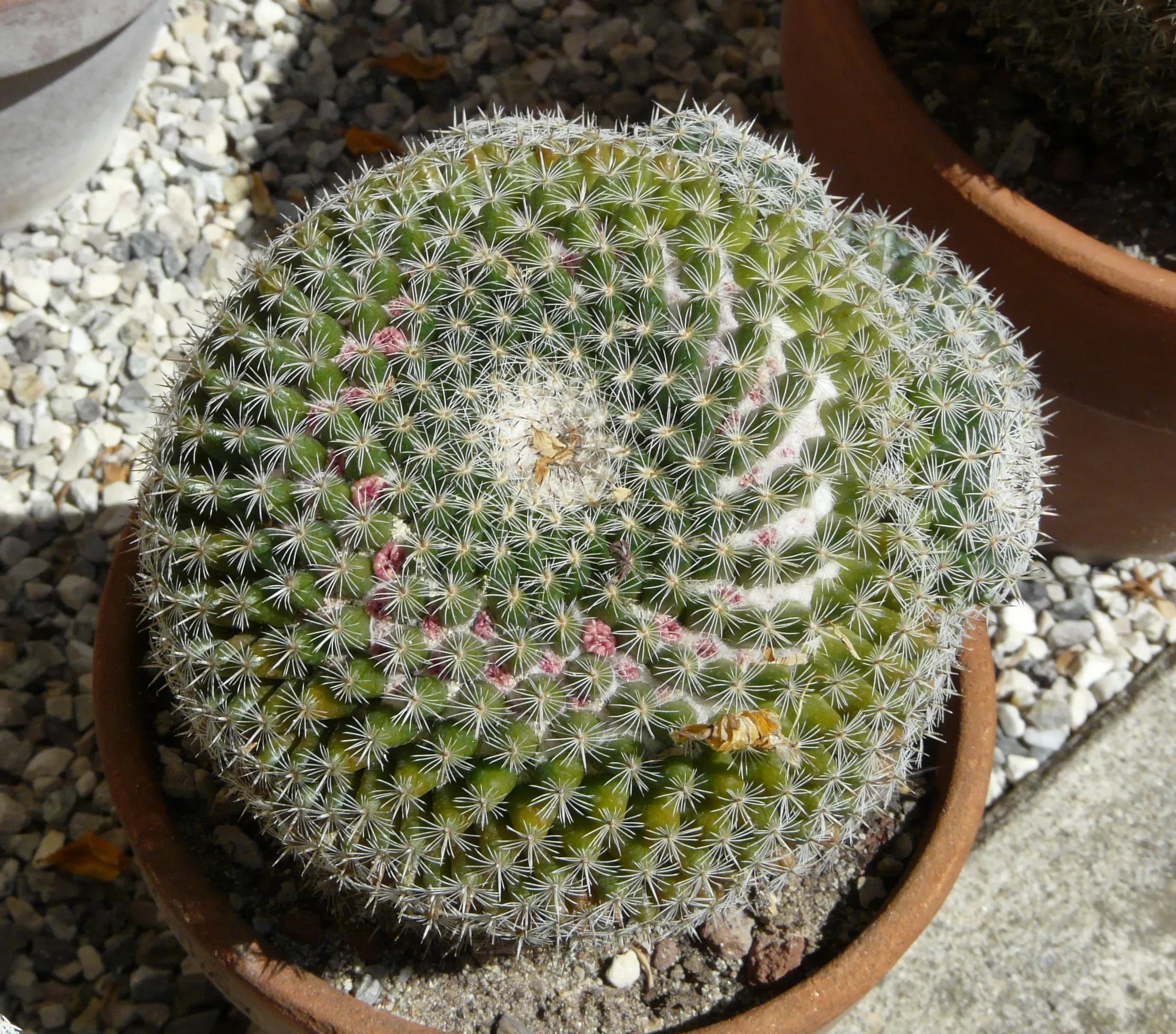 Mammillaria