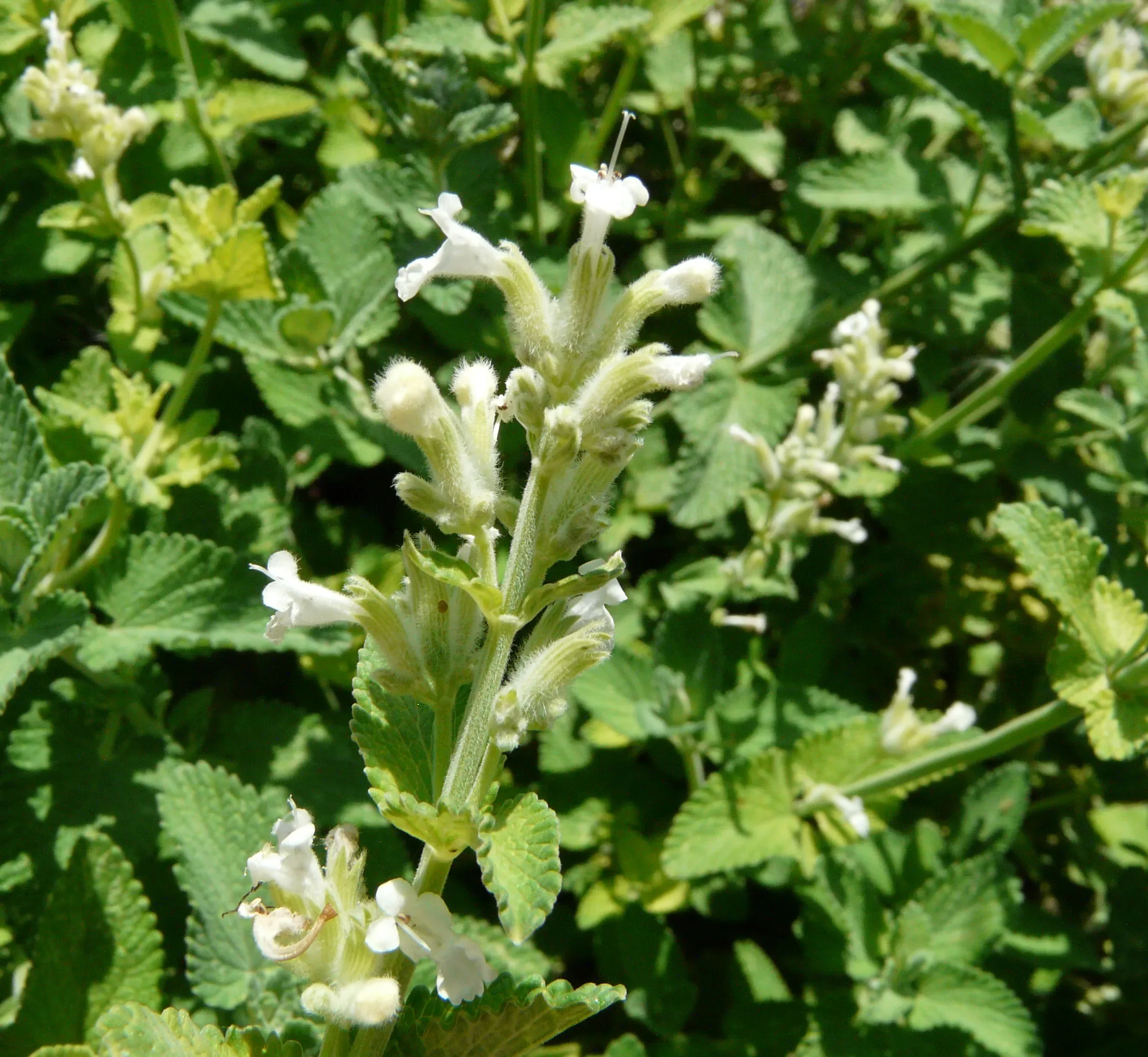 Erba gatta