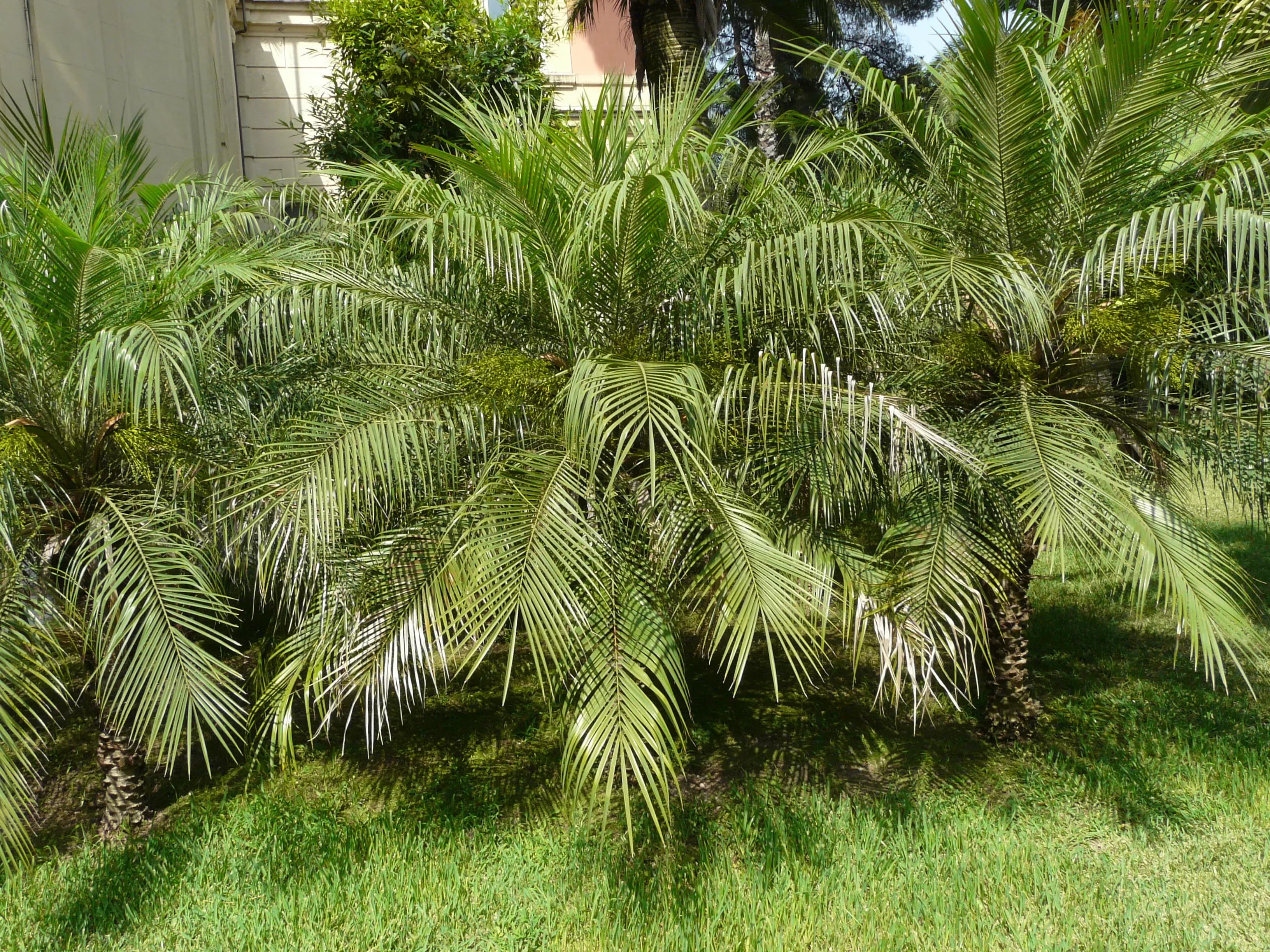 Palma nana delle Canarie
