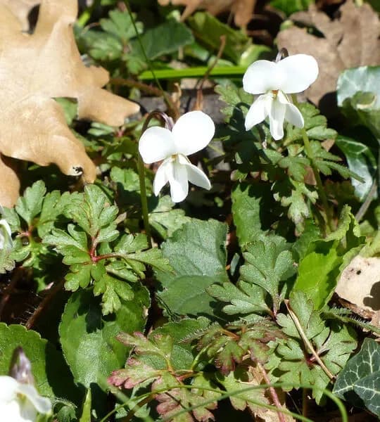 Viola del pensiero ‘Alba’