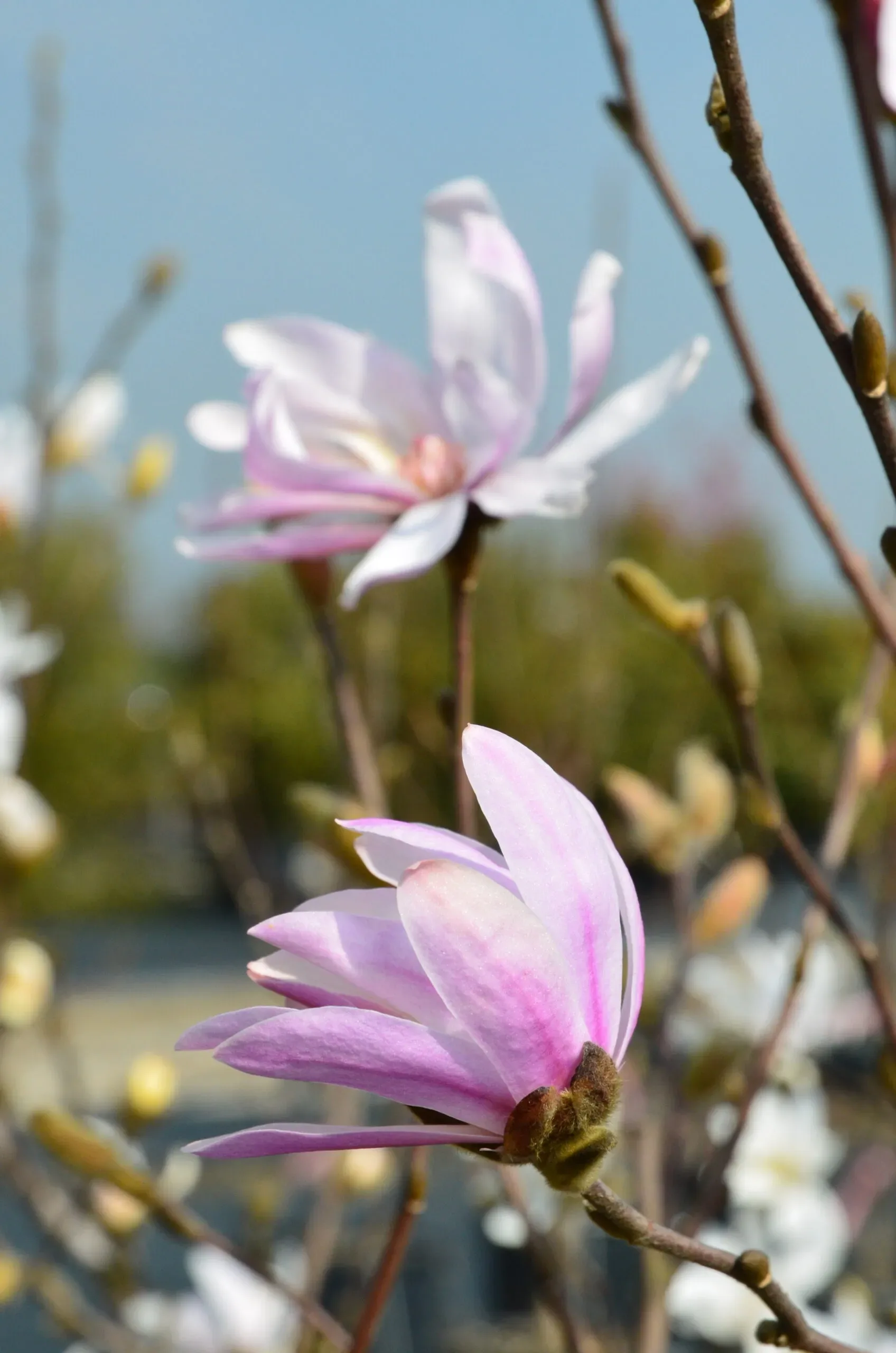 Magnolia
