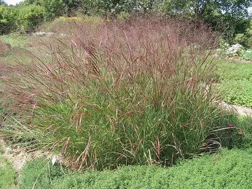 Panicum