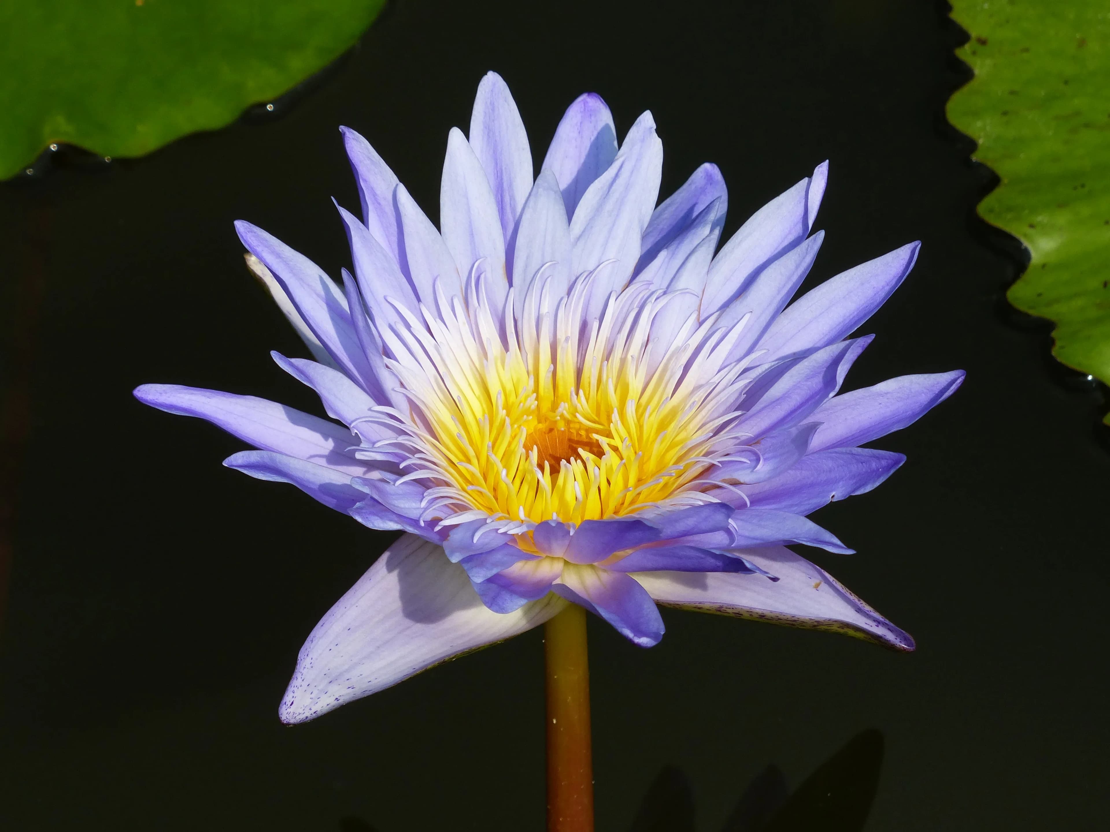 Ninfea 'Blue Anemone'