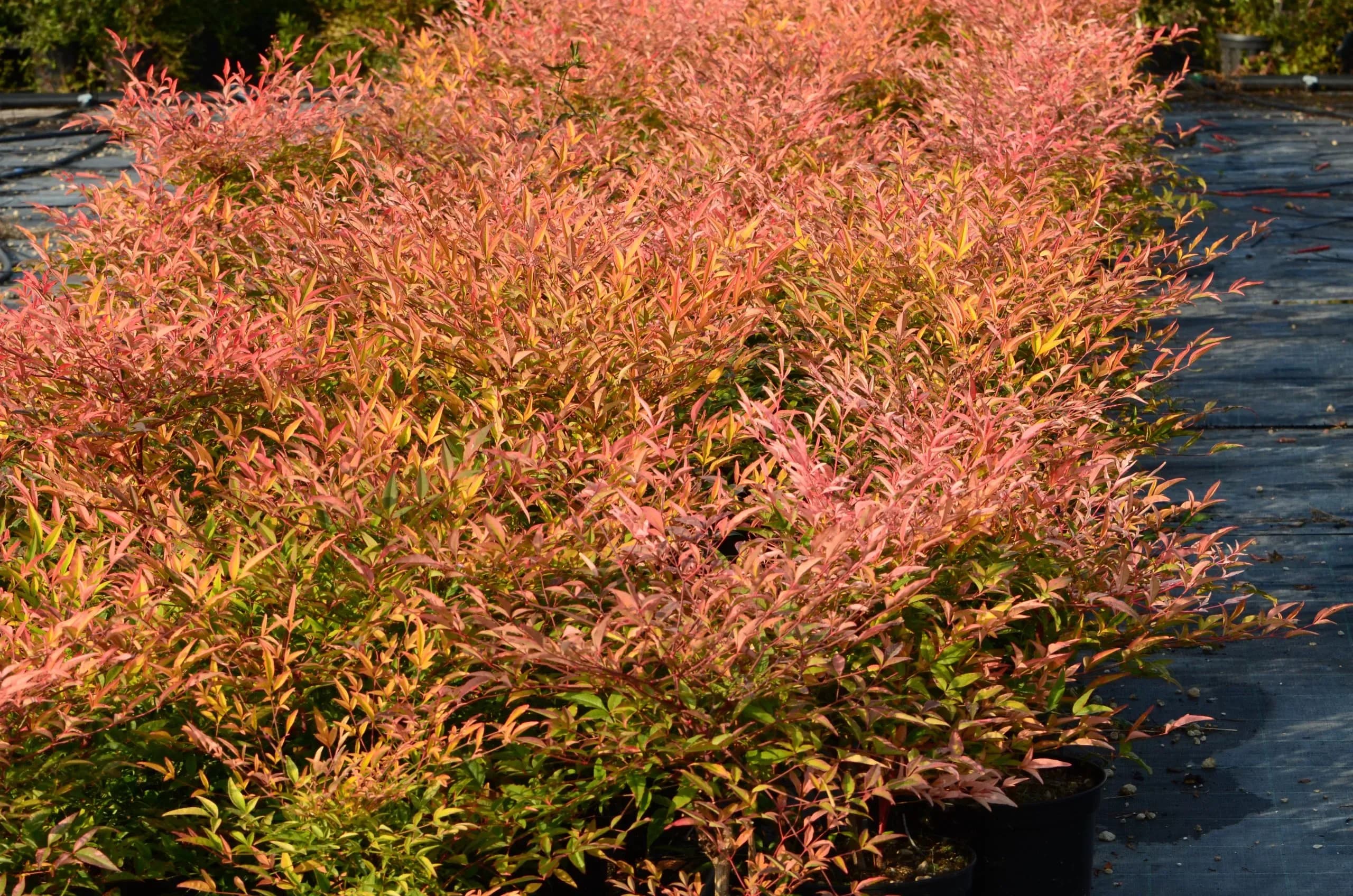 Nandina (bambù sacro)