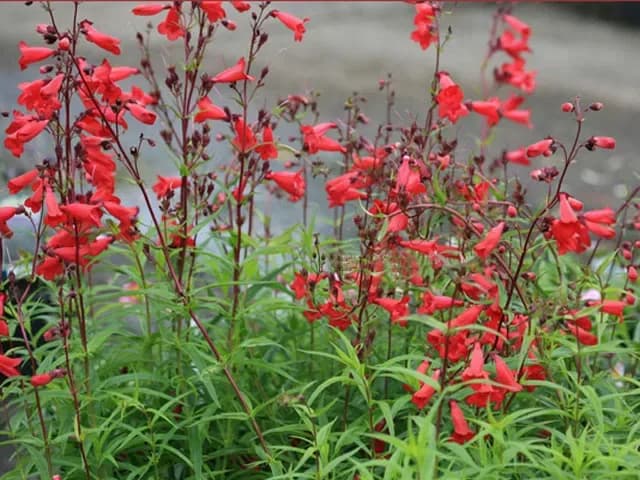 Penstemon