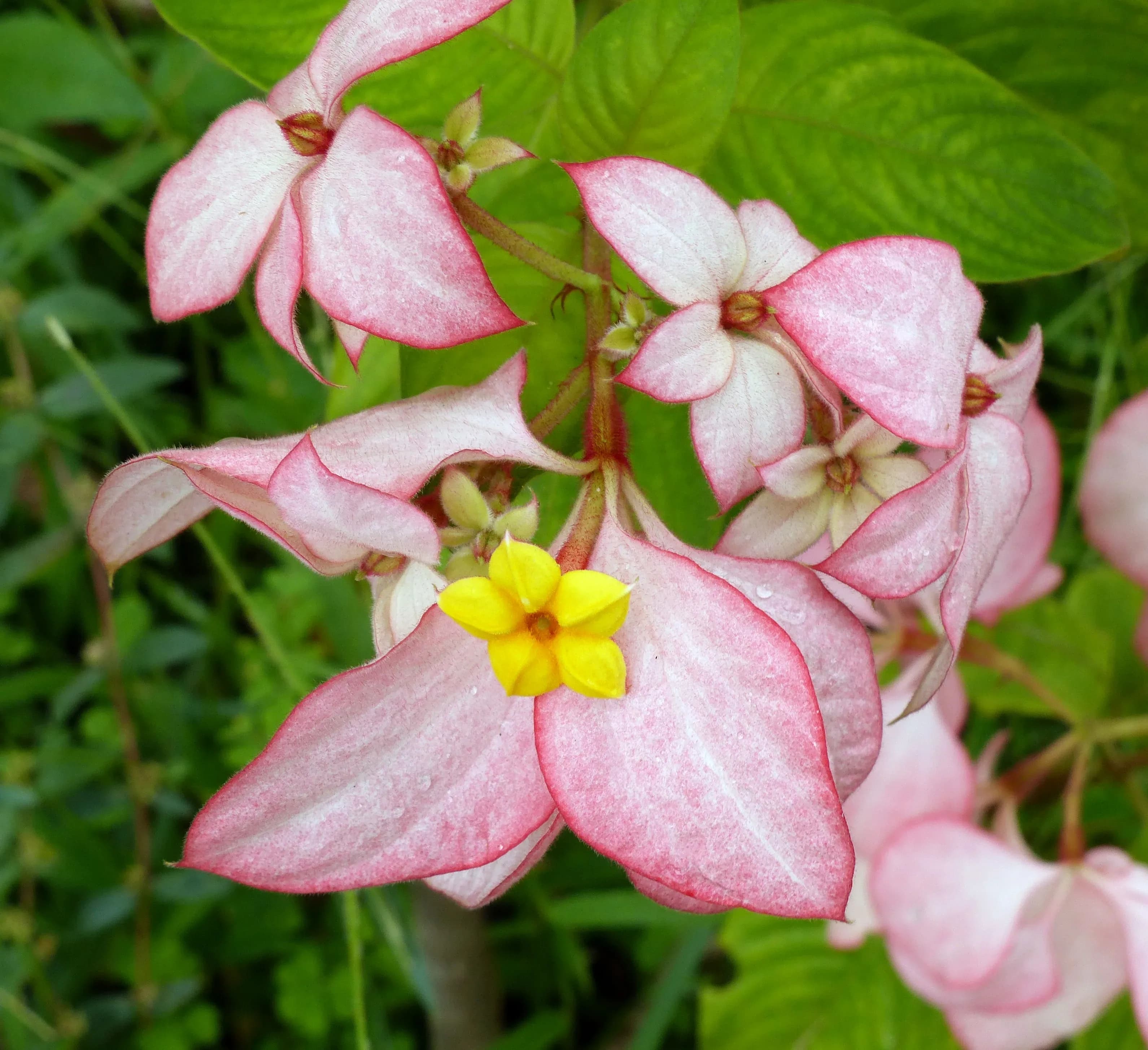 Mussaenda rossa